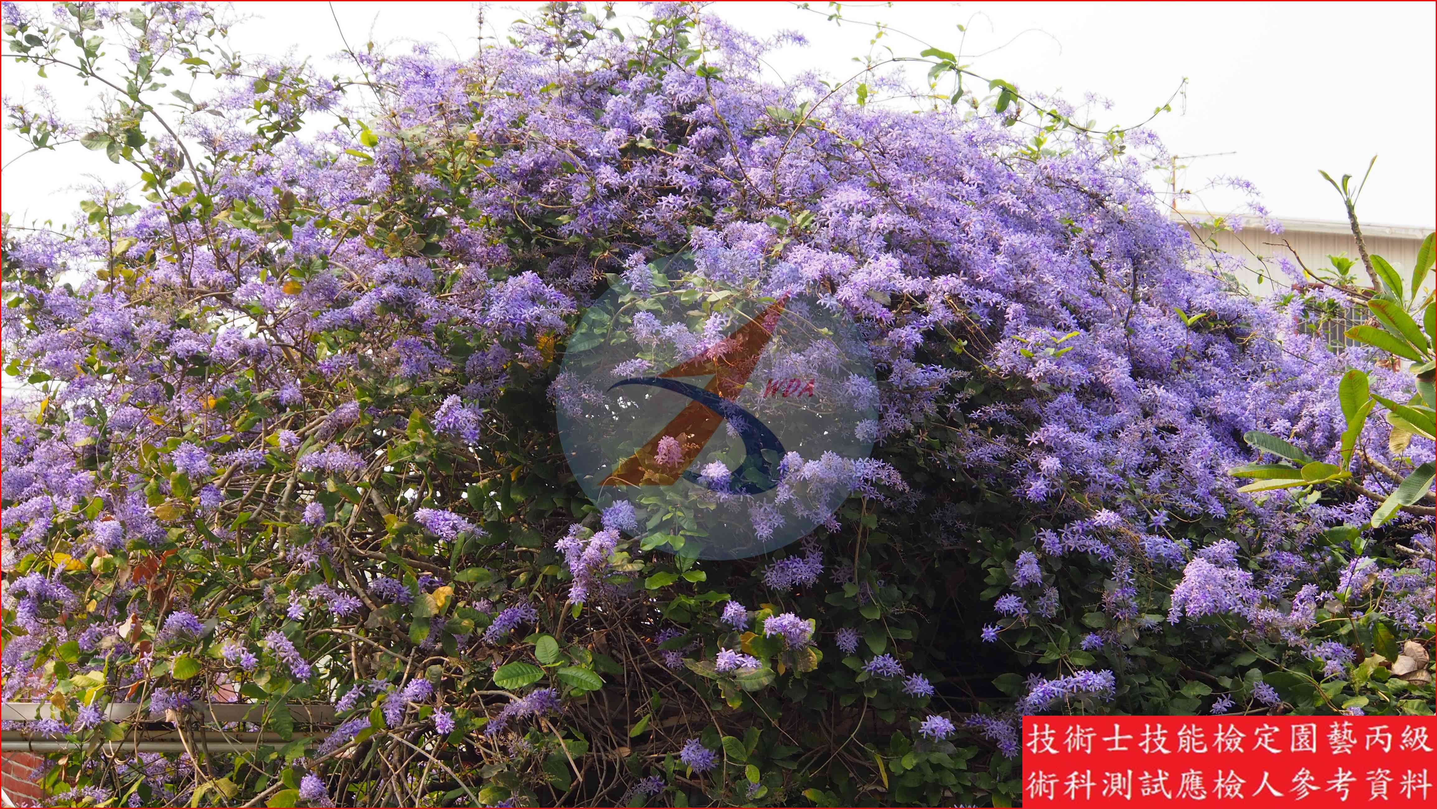 錫葉藤 園藝丙級識別圖片 4