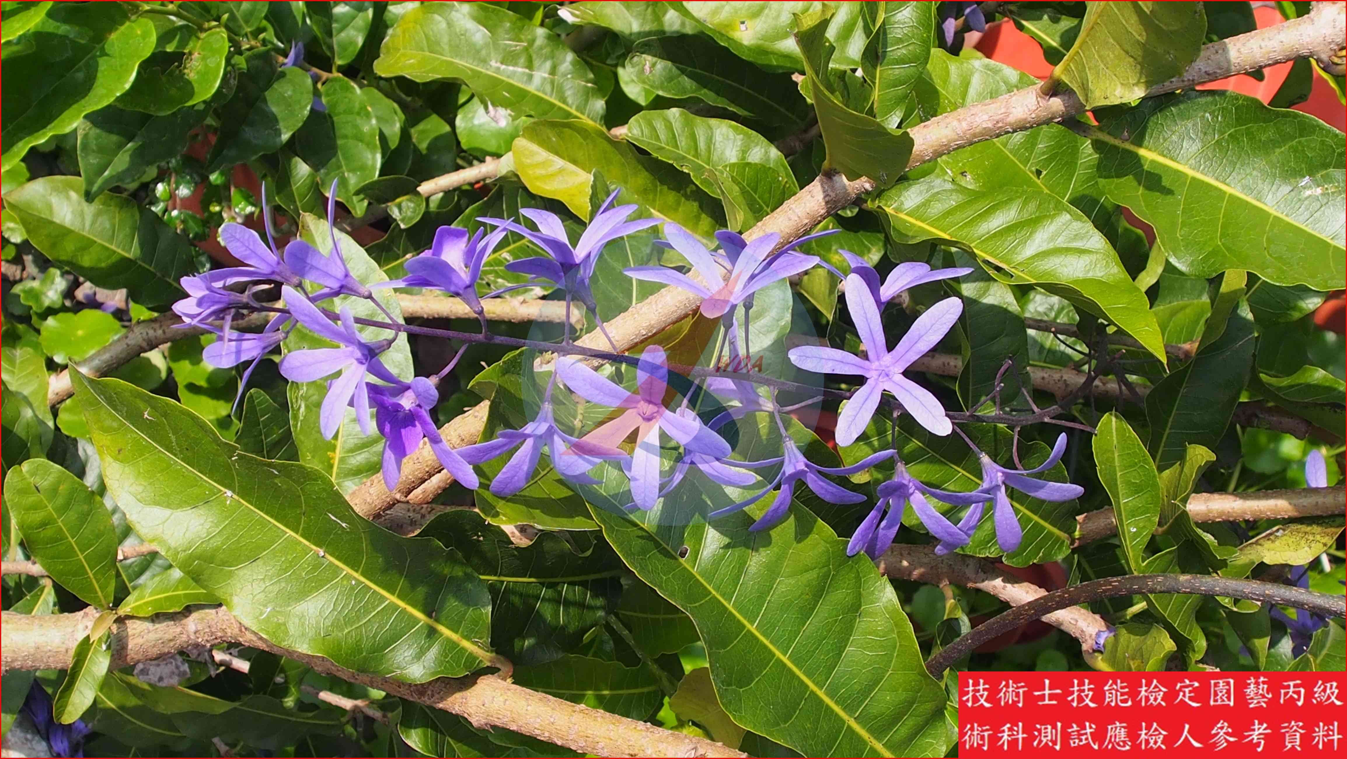 錫葉藤 園藝丙級識別圖片 5