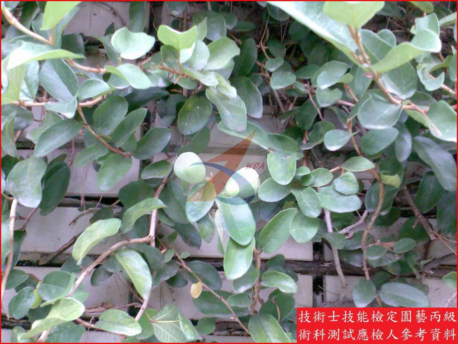 薜荔 園藝丙級辨識圖片