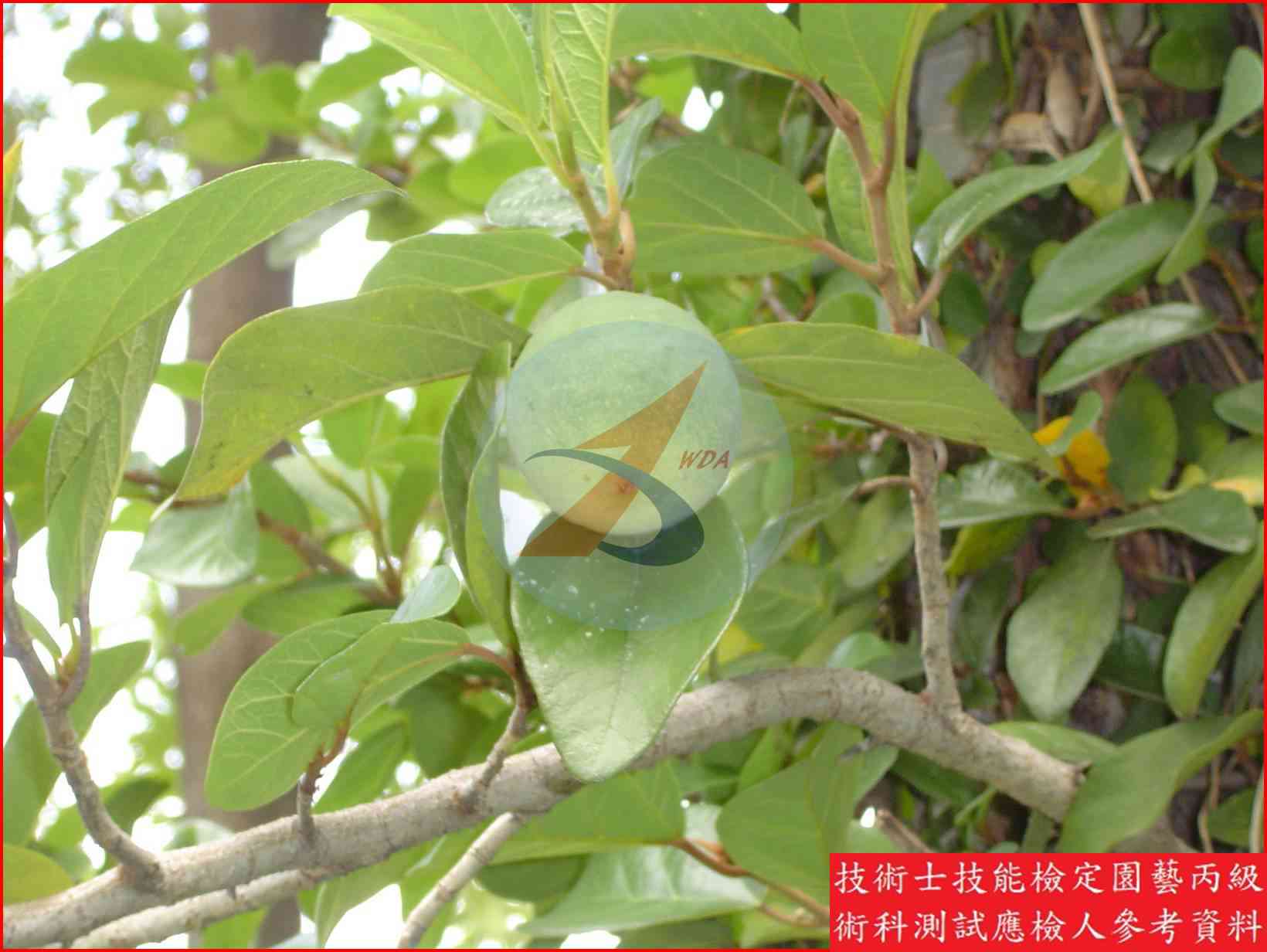 薜荔 園藝丙級識別圖片 2