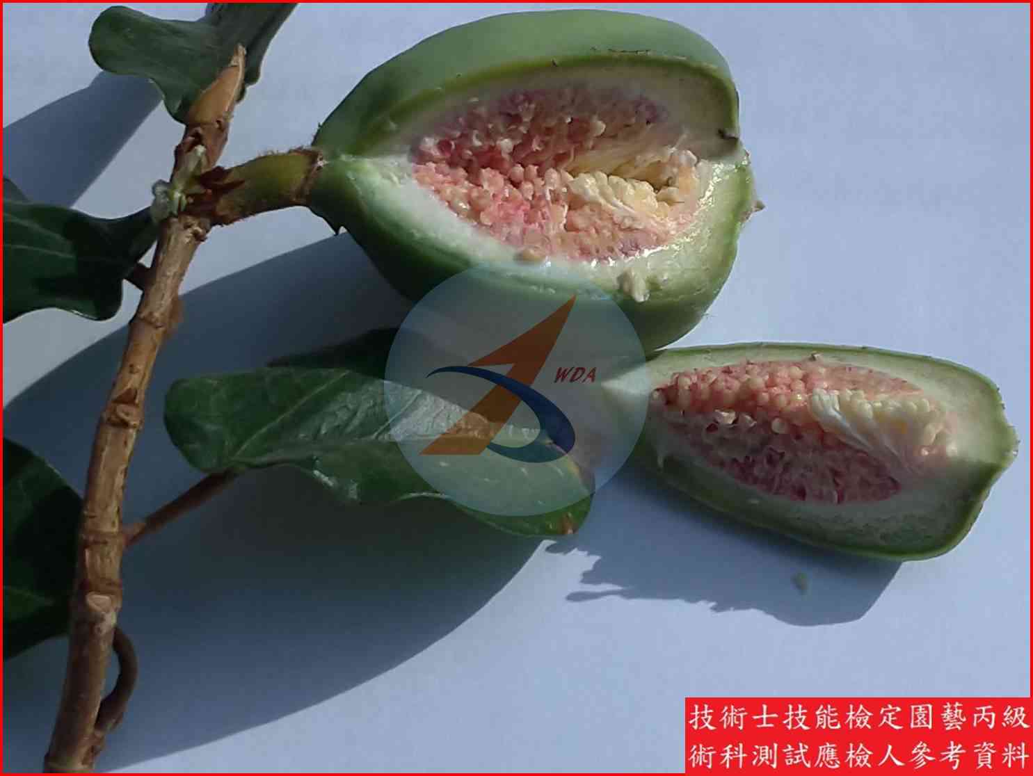 薜荔 園藝丙級識別圖片 3