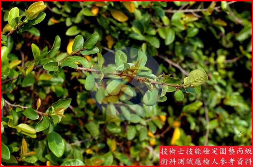 薜荔 園藝丙級識別圖片 4