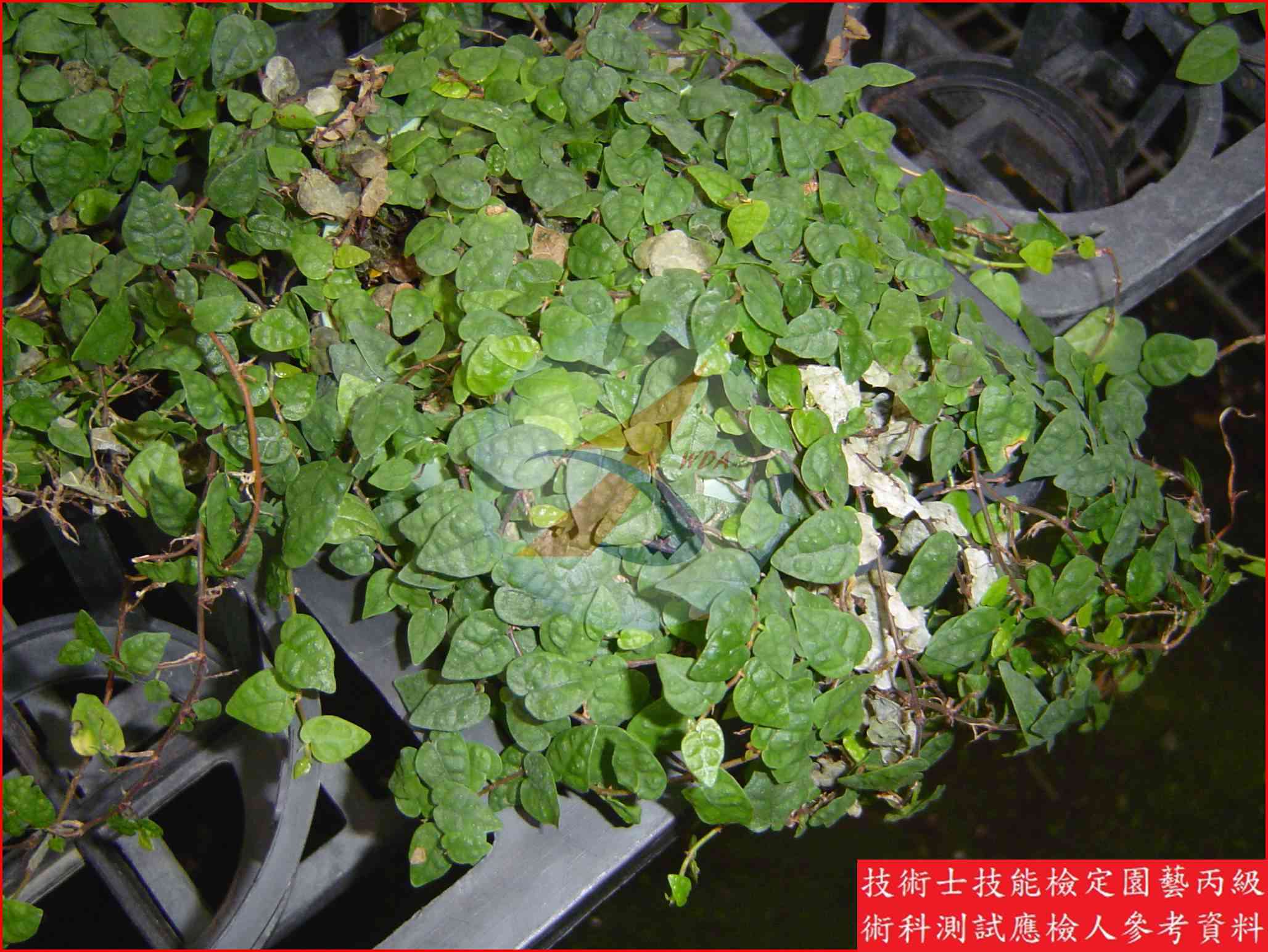 薜荔 園藝丙級識別圖片 5