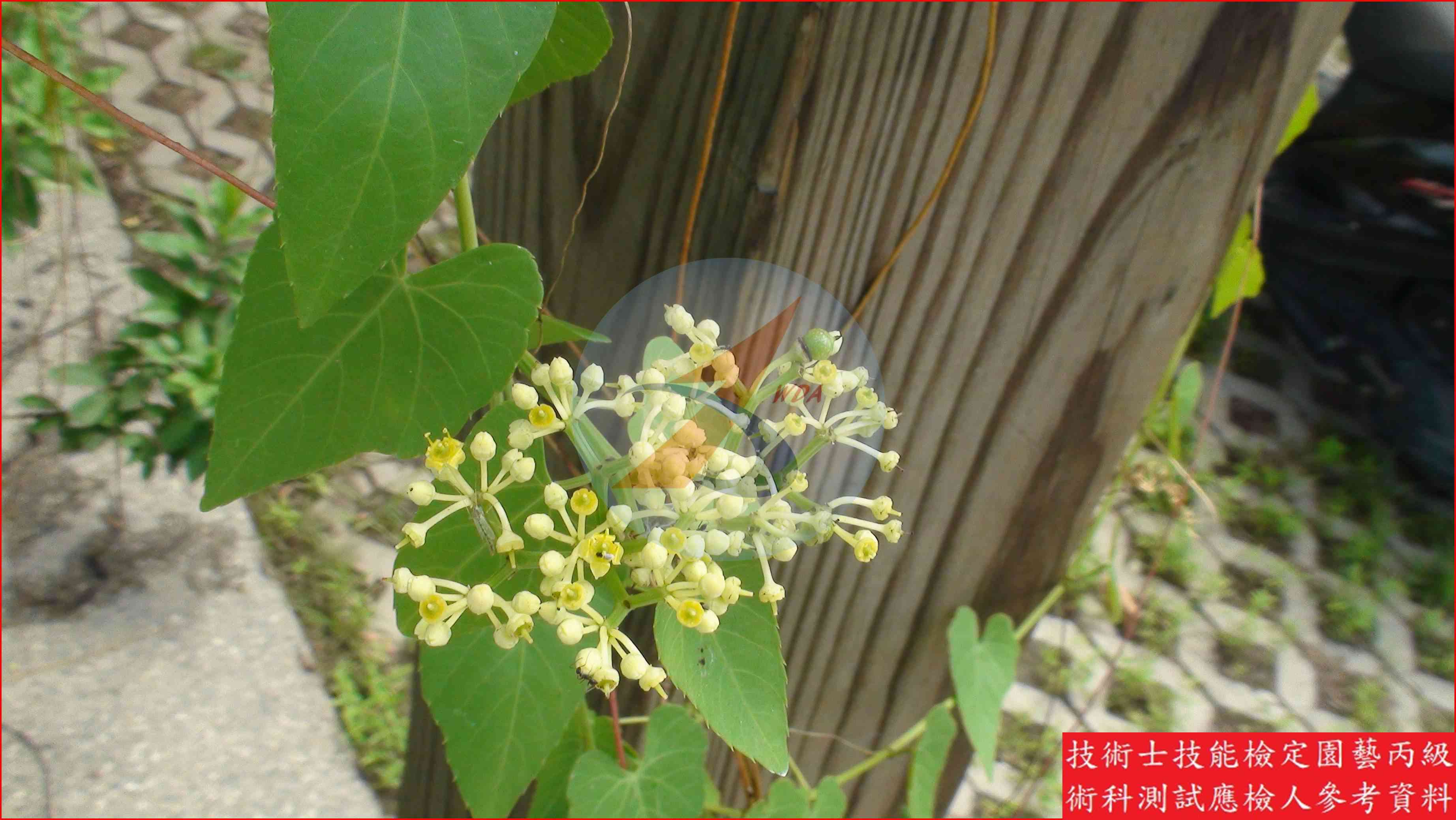 錦屏藤 園藝丙級辨識圖片