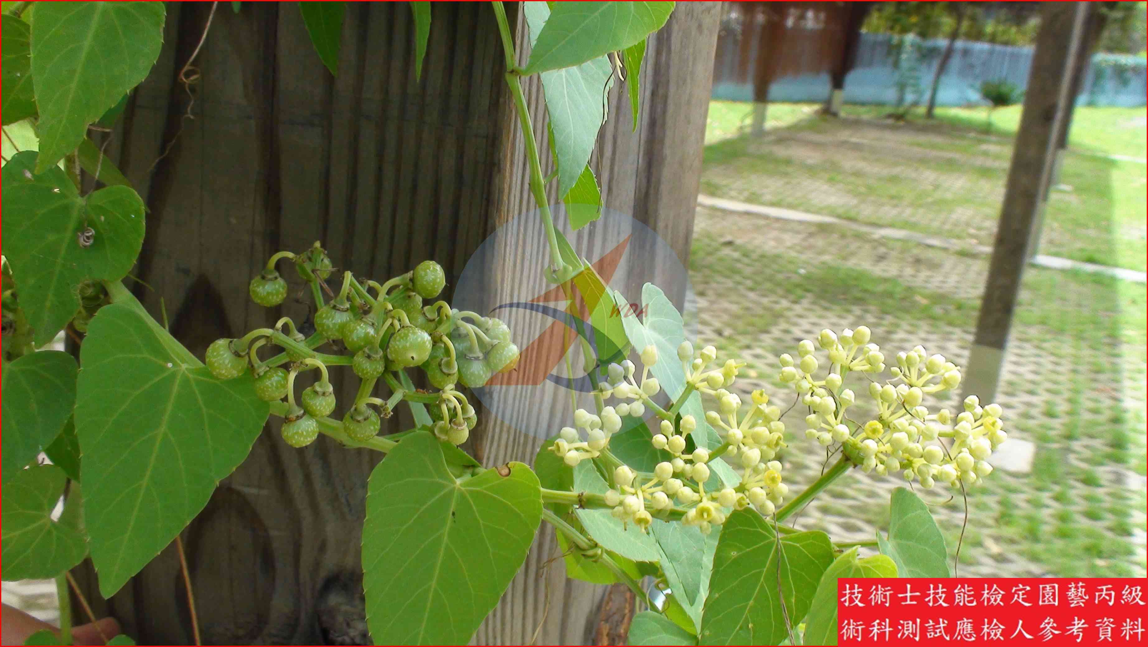 錦屏藤 園藝丙級識別圖片 3