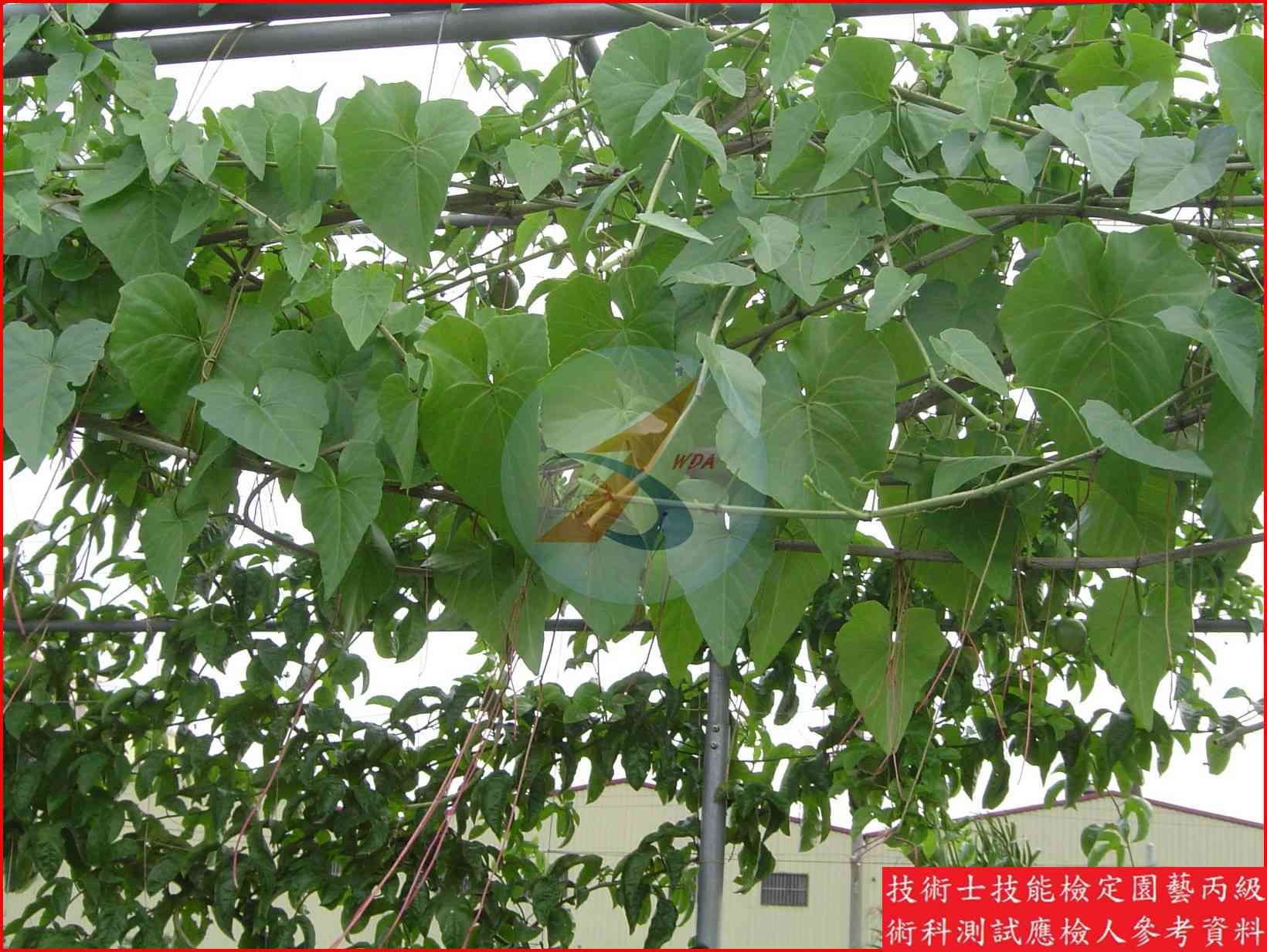 錦屏藤 園藝丙級識別圖片 4