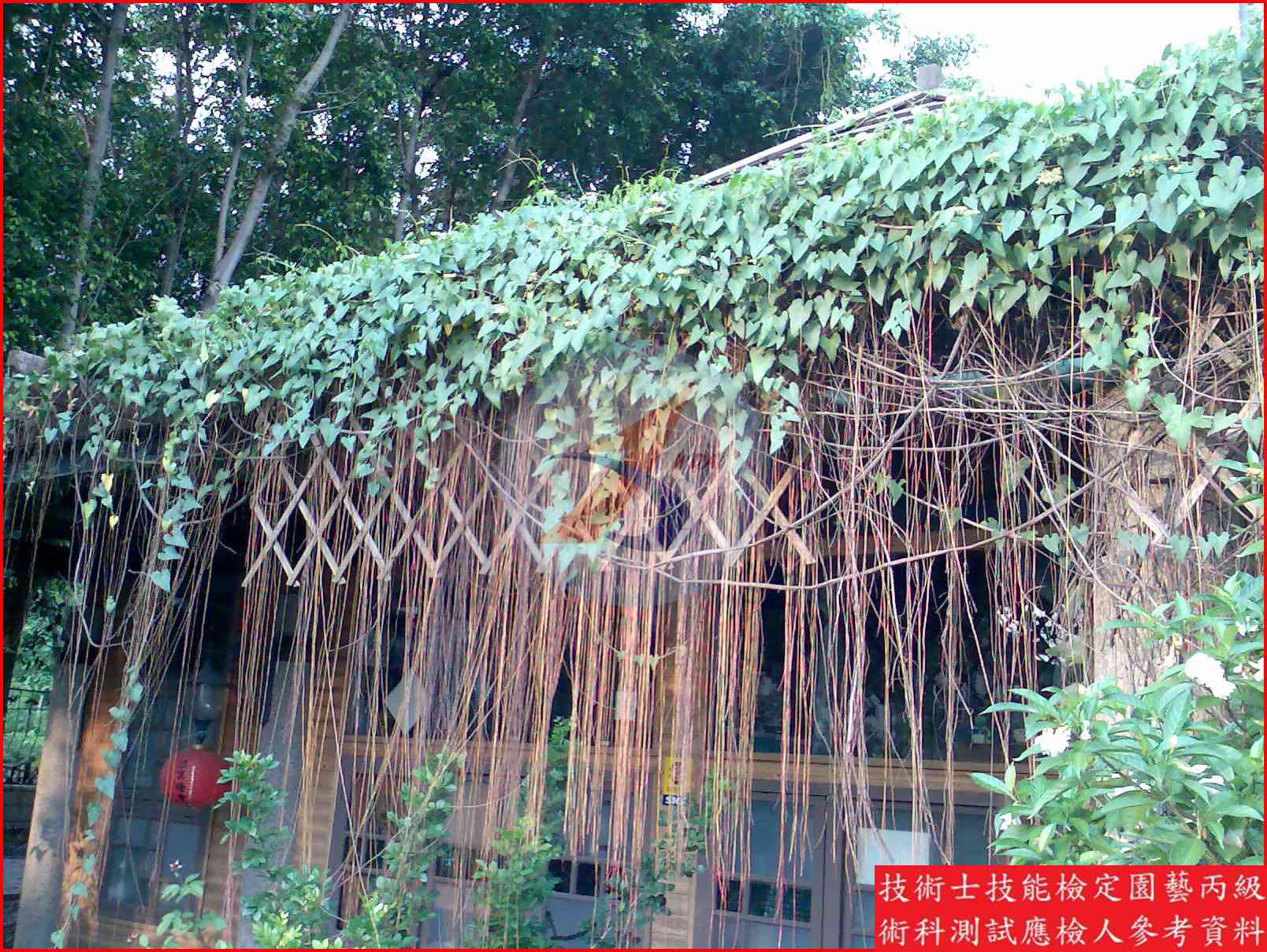 錦屏藤 園藝丙級識別圖片 5