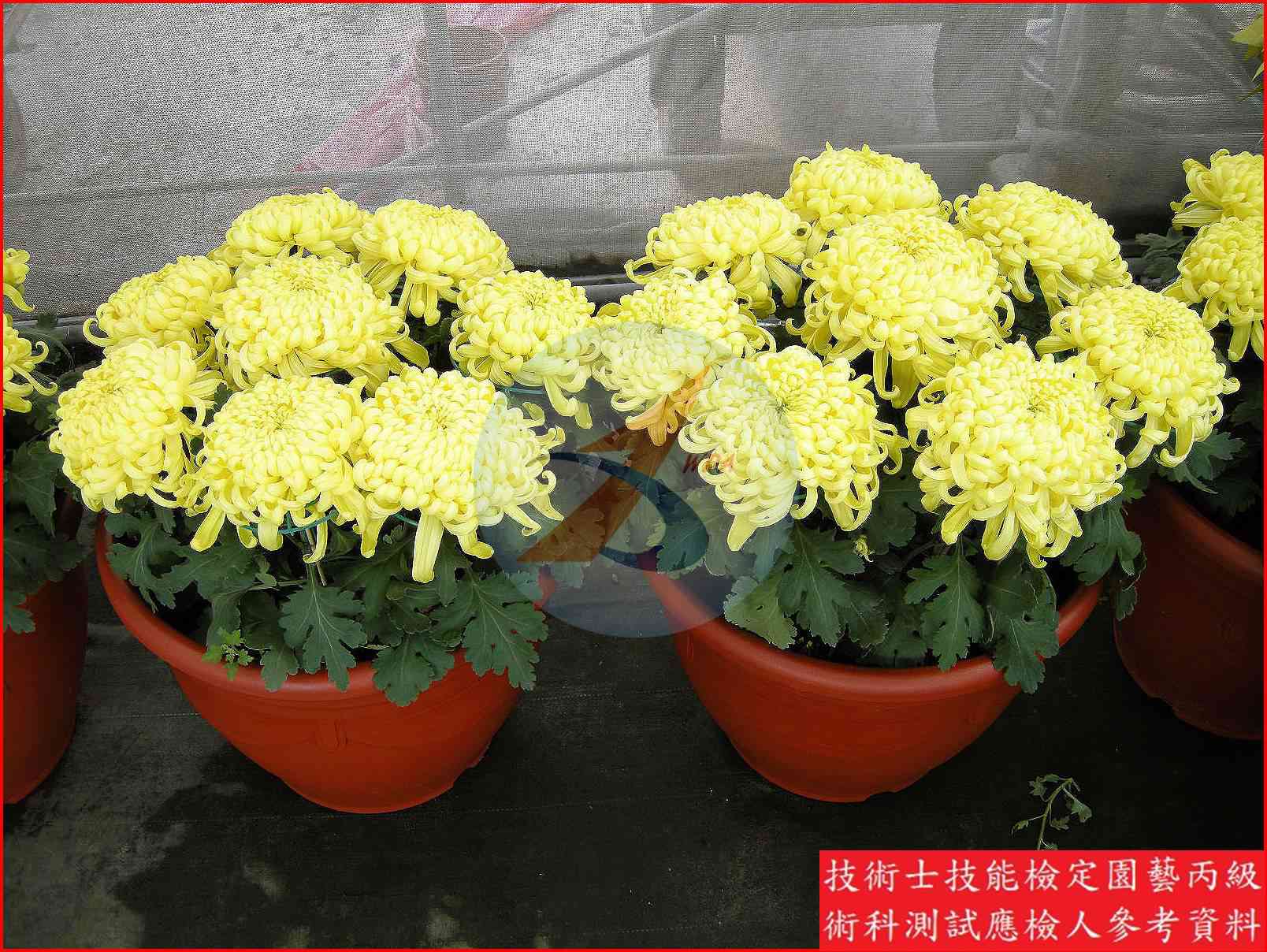 菊花 / 大理花 比較主圖