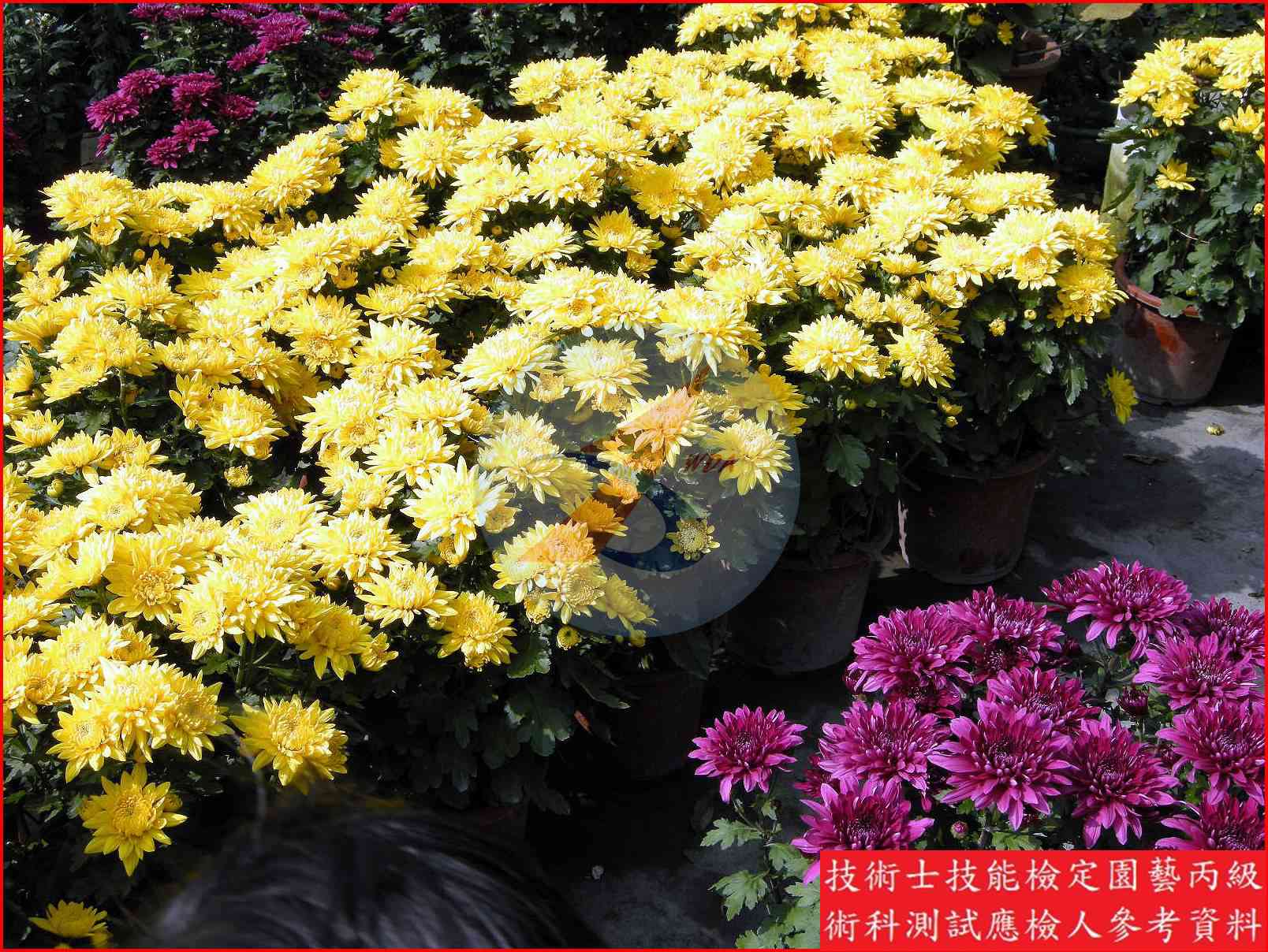 菊花 園藝丙級識別圖片 2