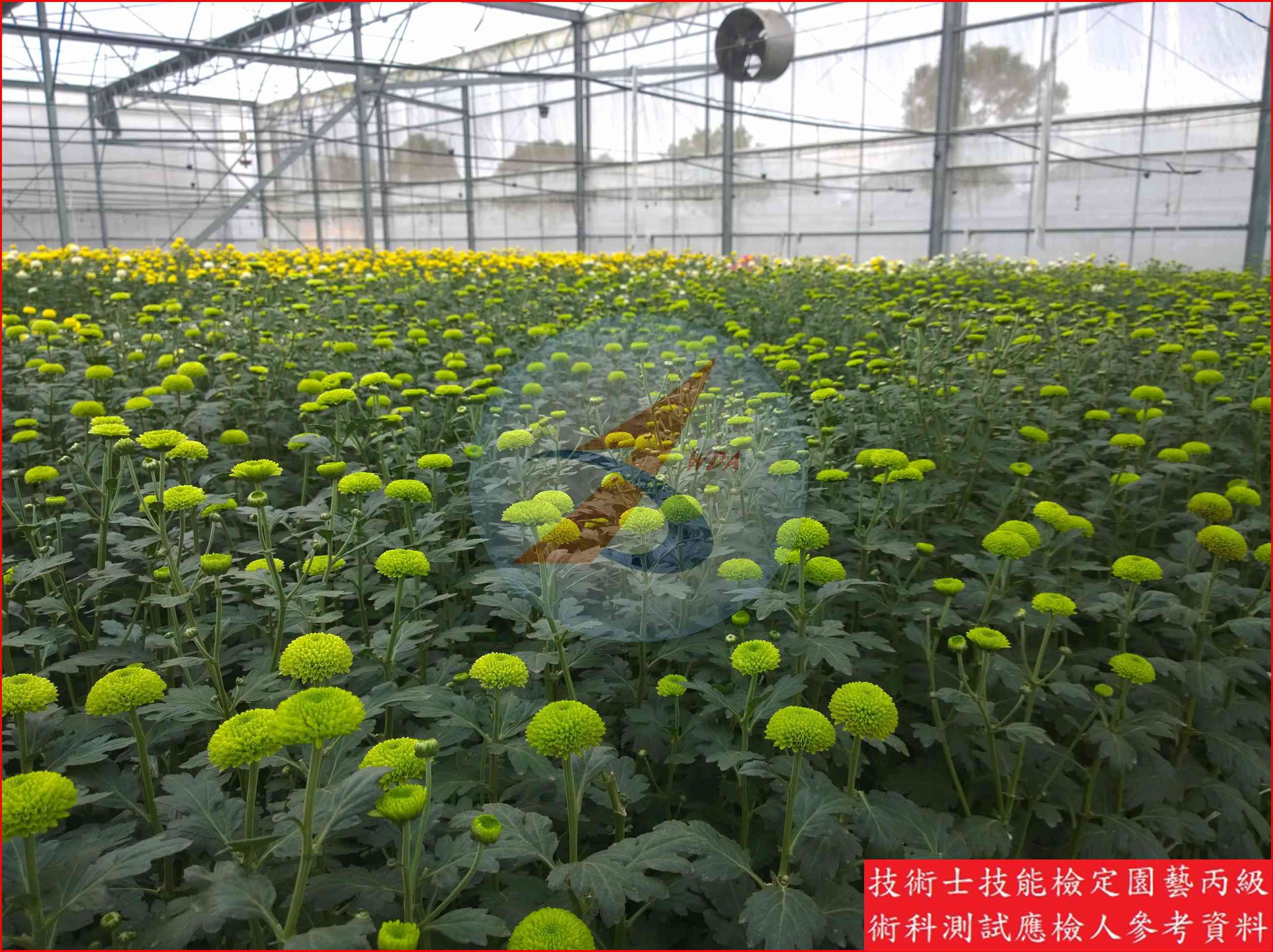 菊花 園藝丙級識別圖片 3
