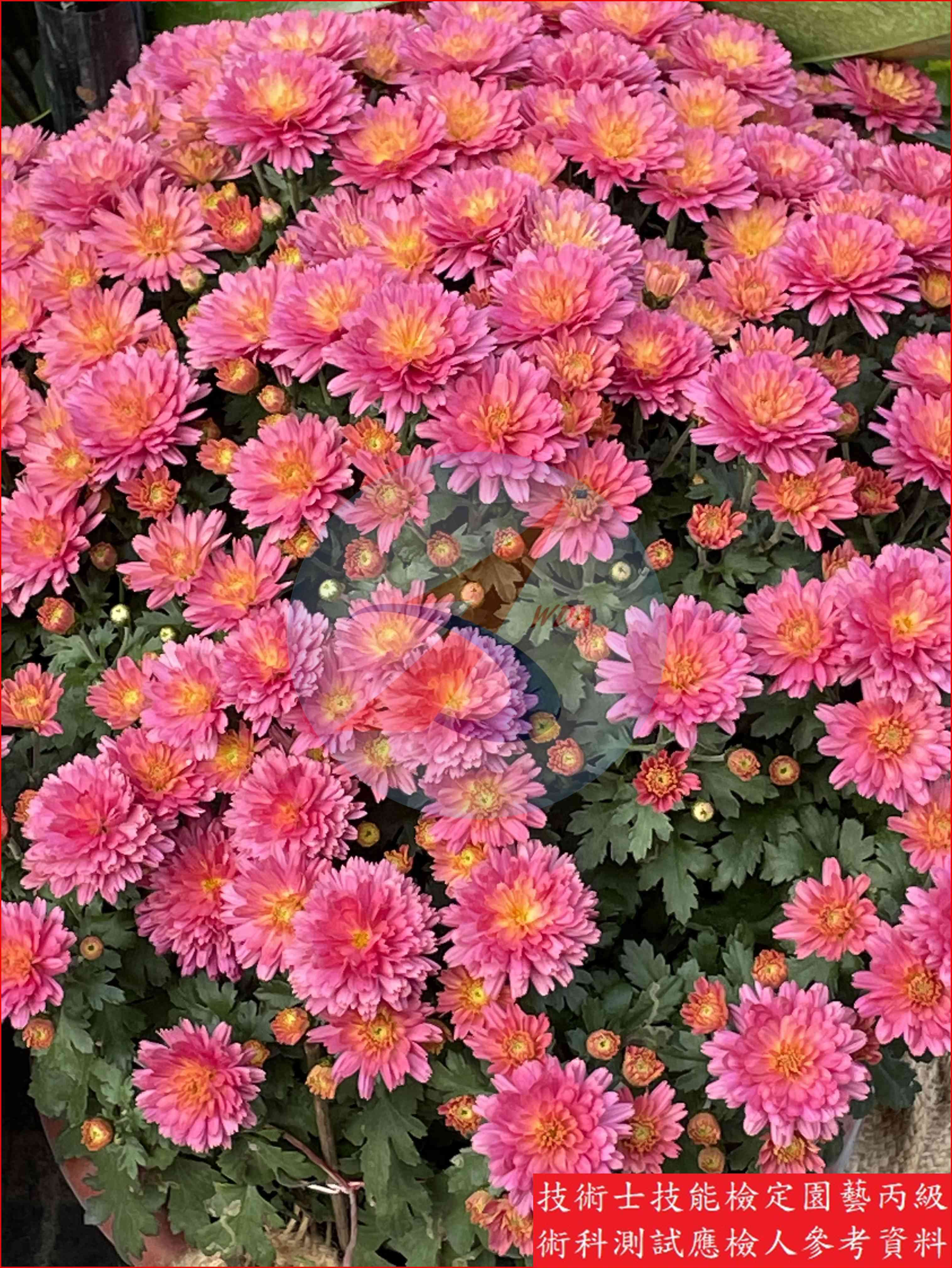 菊花 園藝丙級識別圖片 4