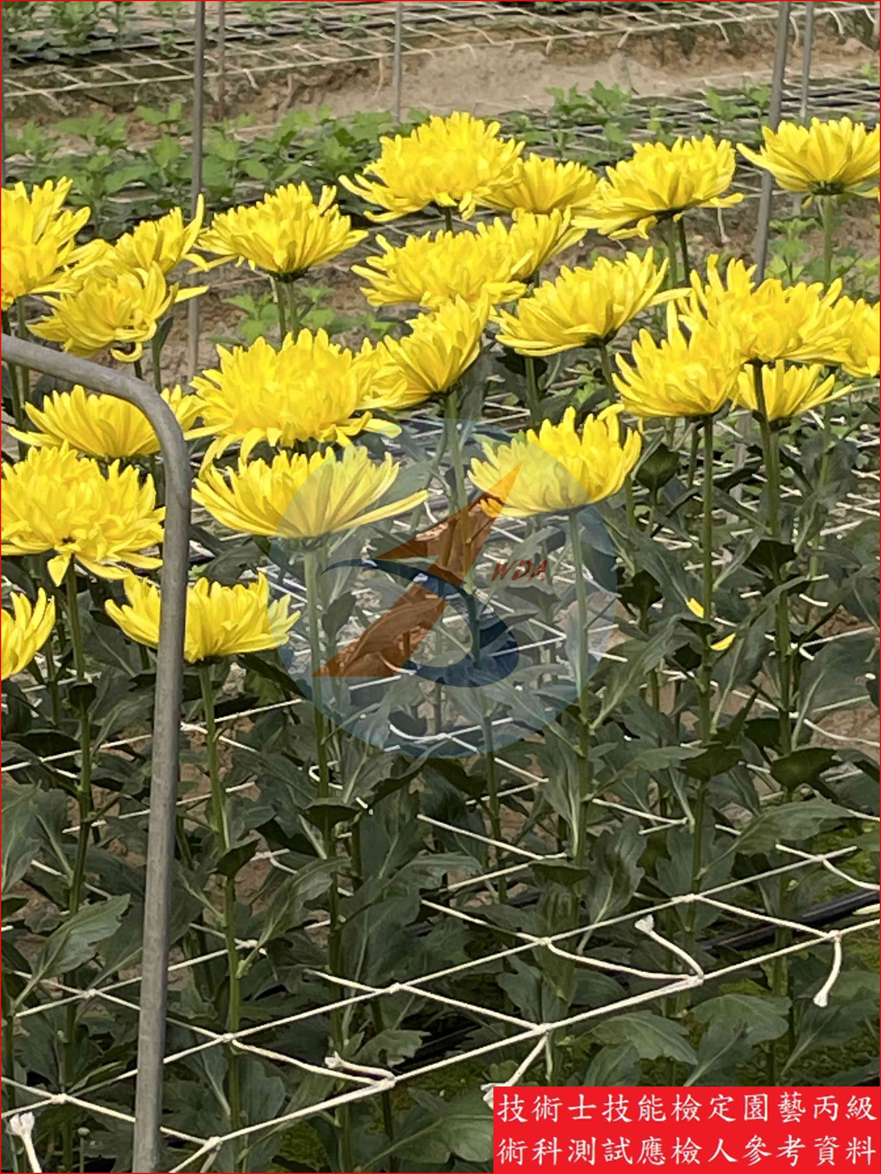 菊花 園藝丙級識別圖片 5