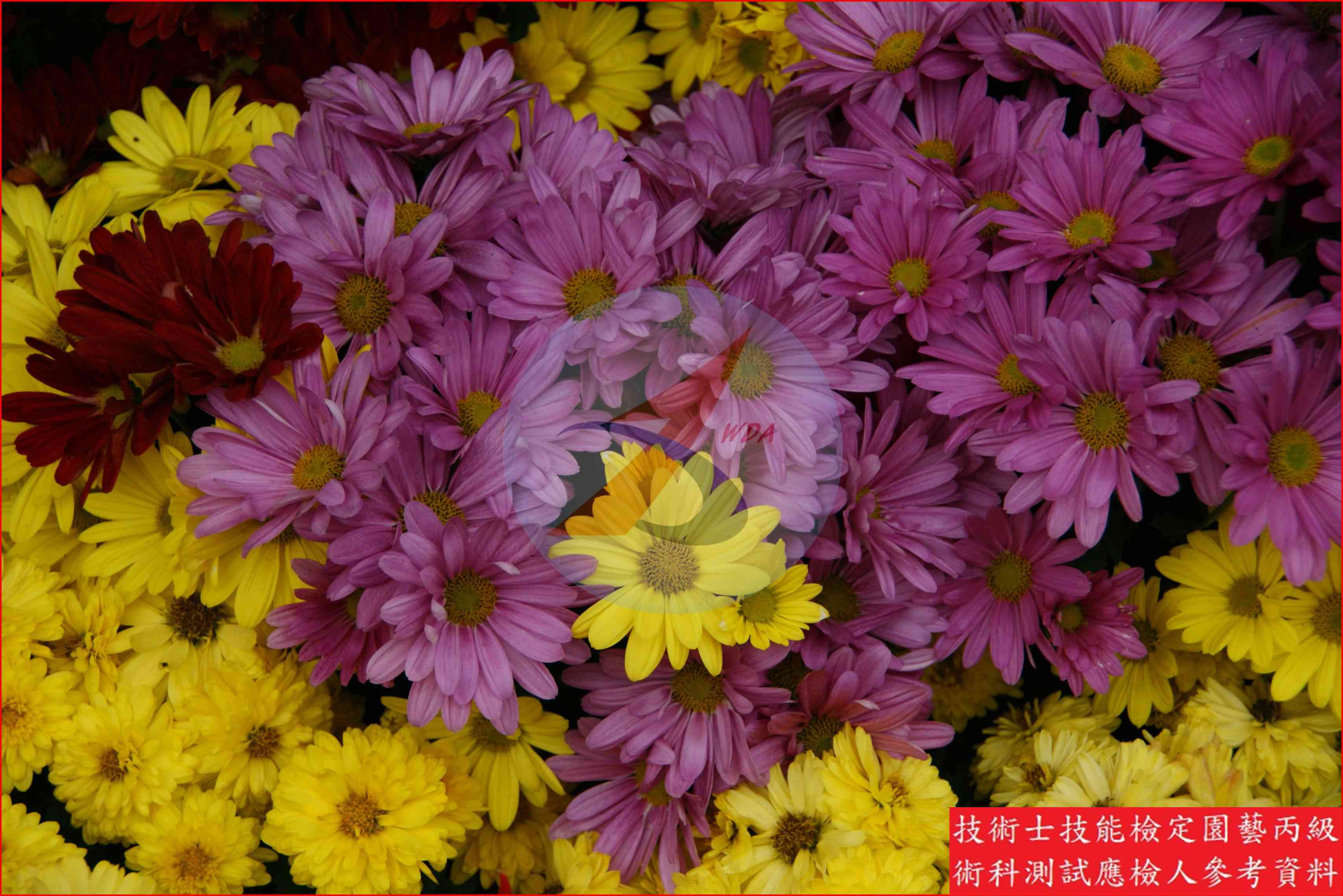 菊花 園藝丙級識別圖片 6