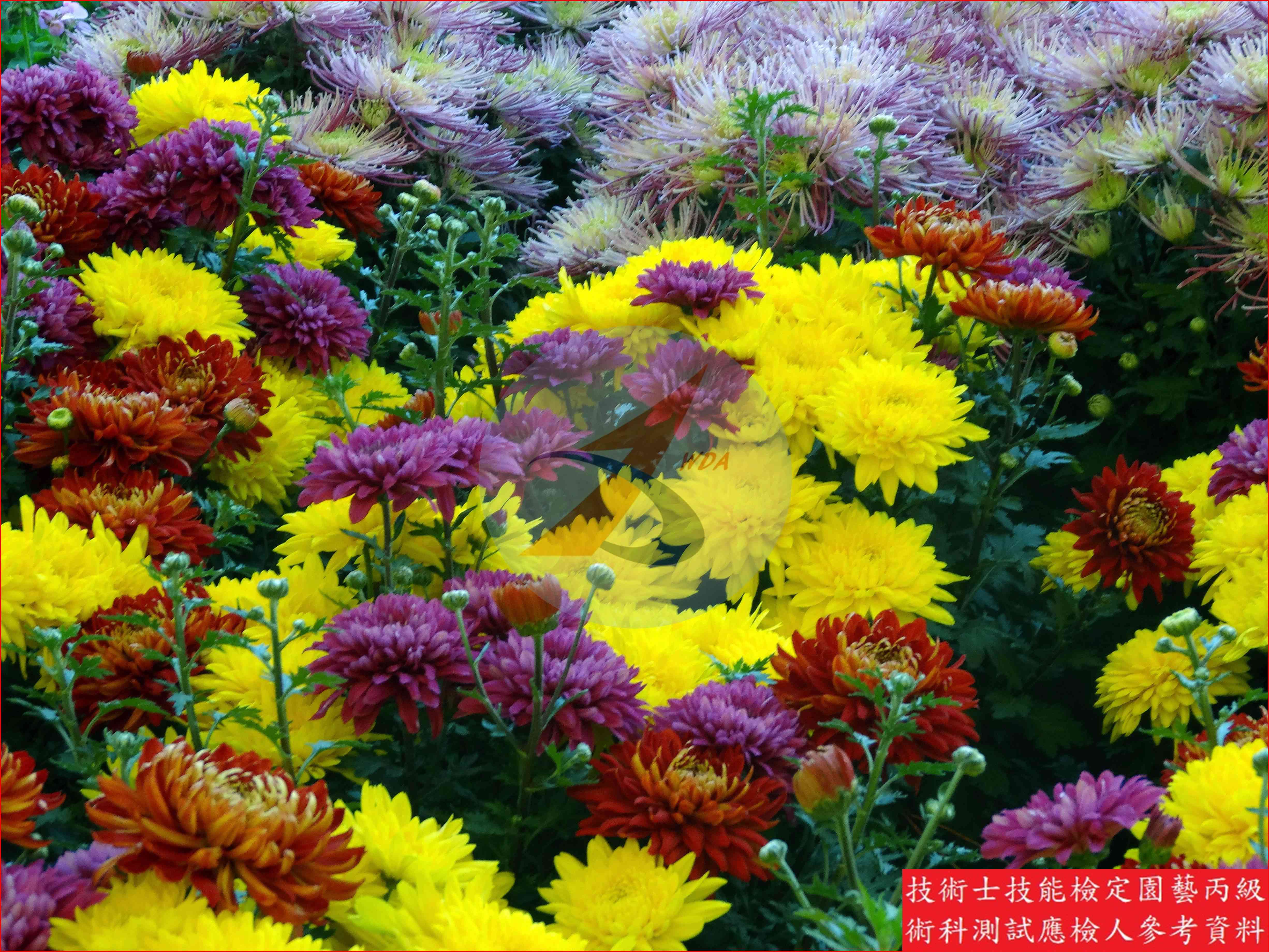 菊花 園藝丙級識別圖片 7