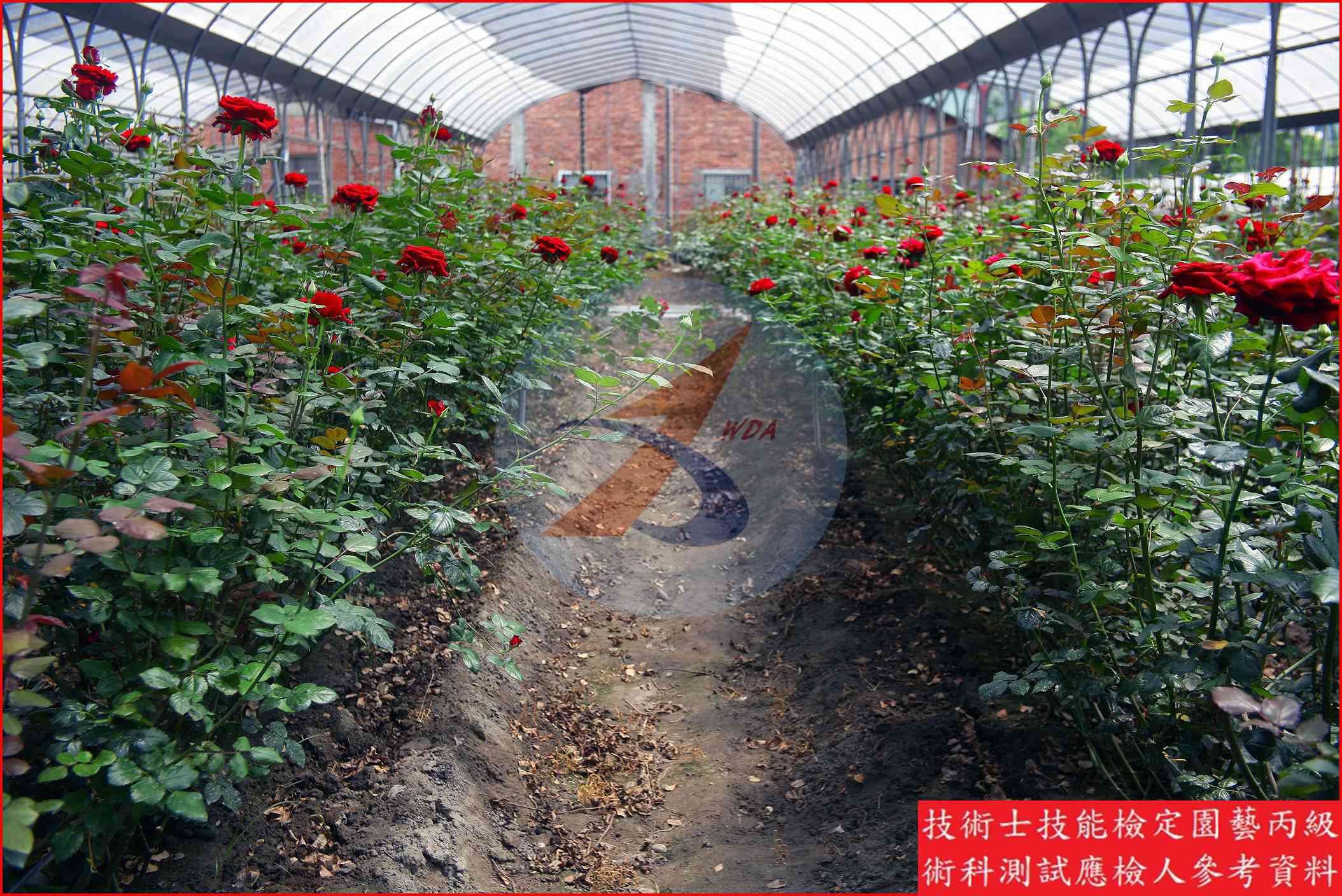 玫瑰 園藝丙級辨識圖片