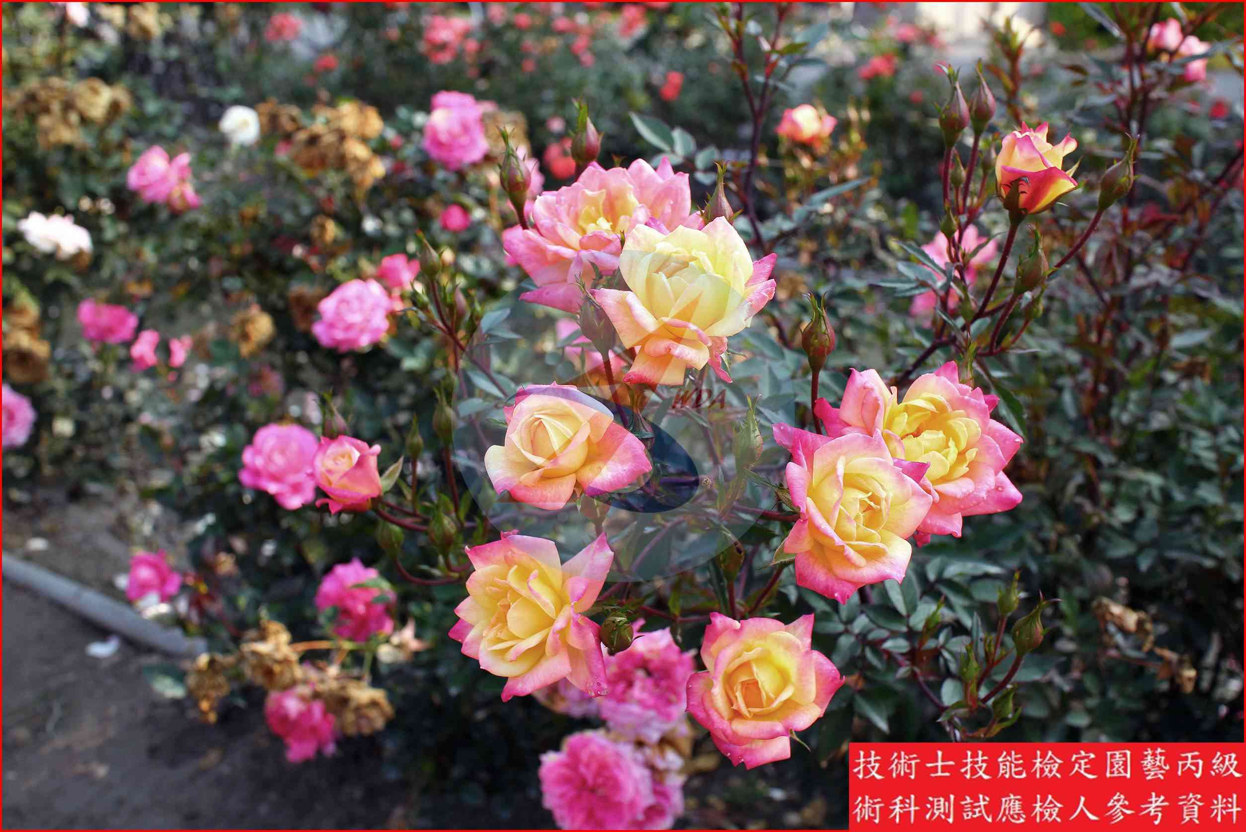 玫瑰 園藝丙級識別圖片 2