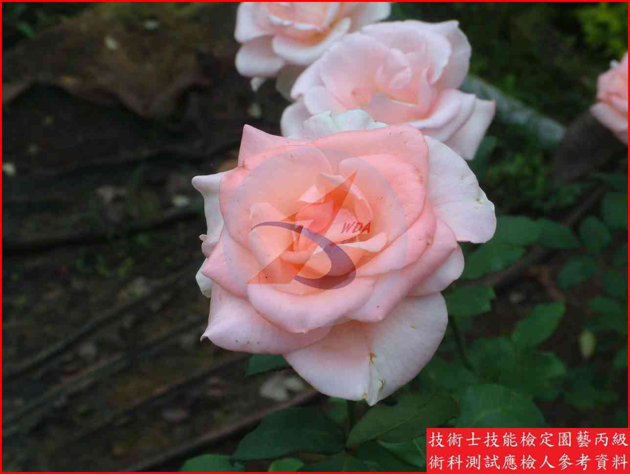 玫瑰 園藝丙級識別圖片 3