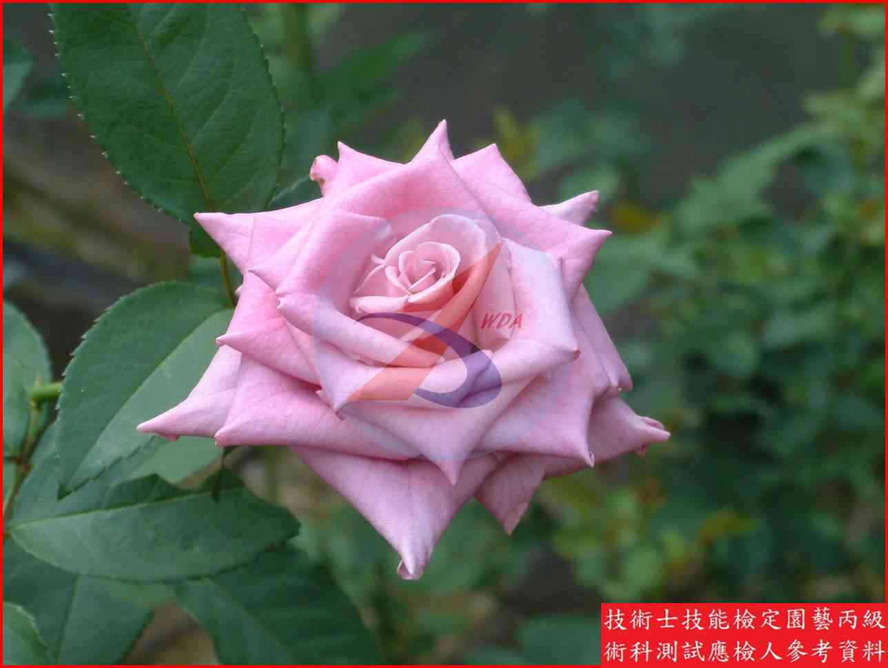 玫瑰 園藝丙級識別圖片 5