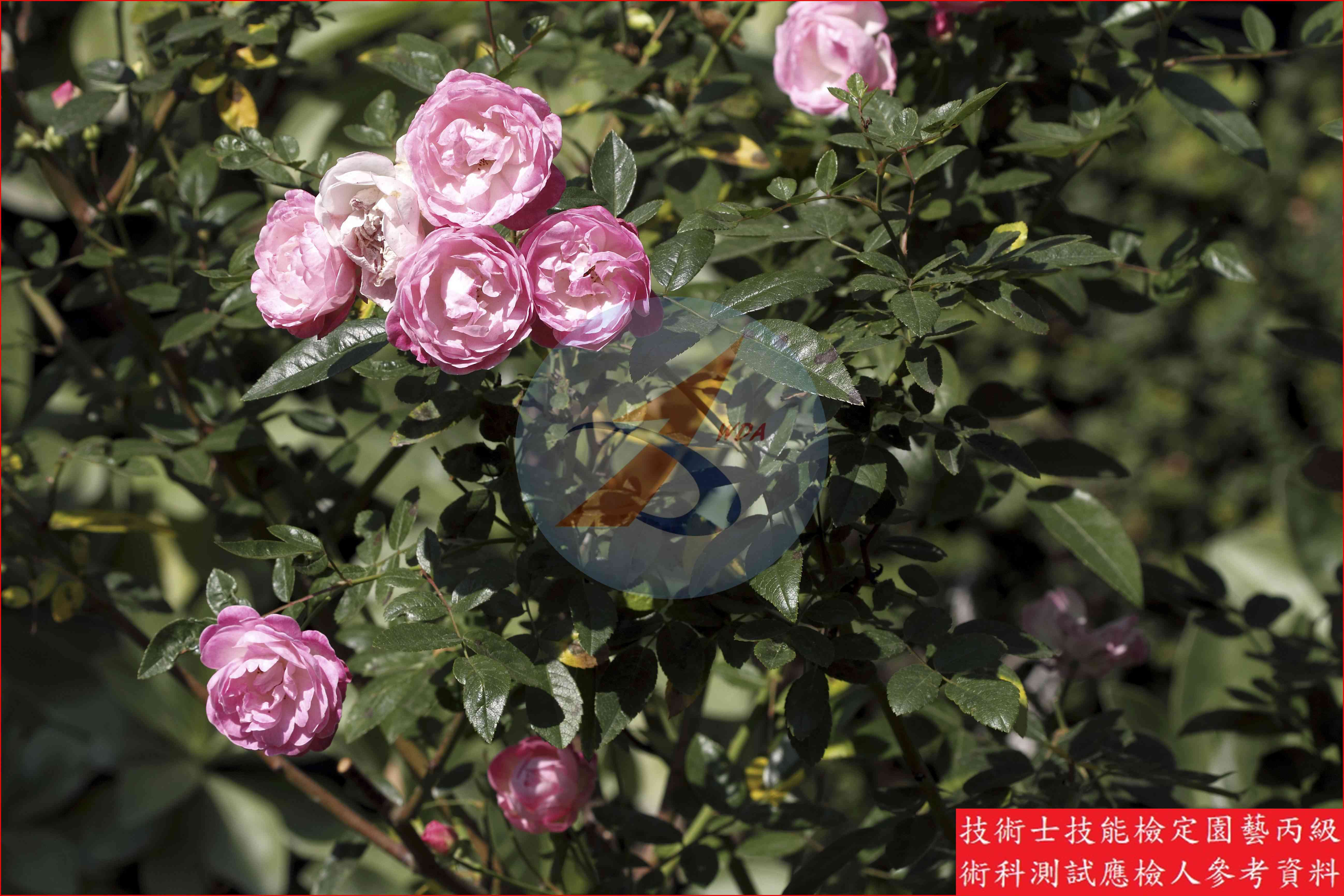 玫瑰 園藝丙級識別圖片 8