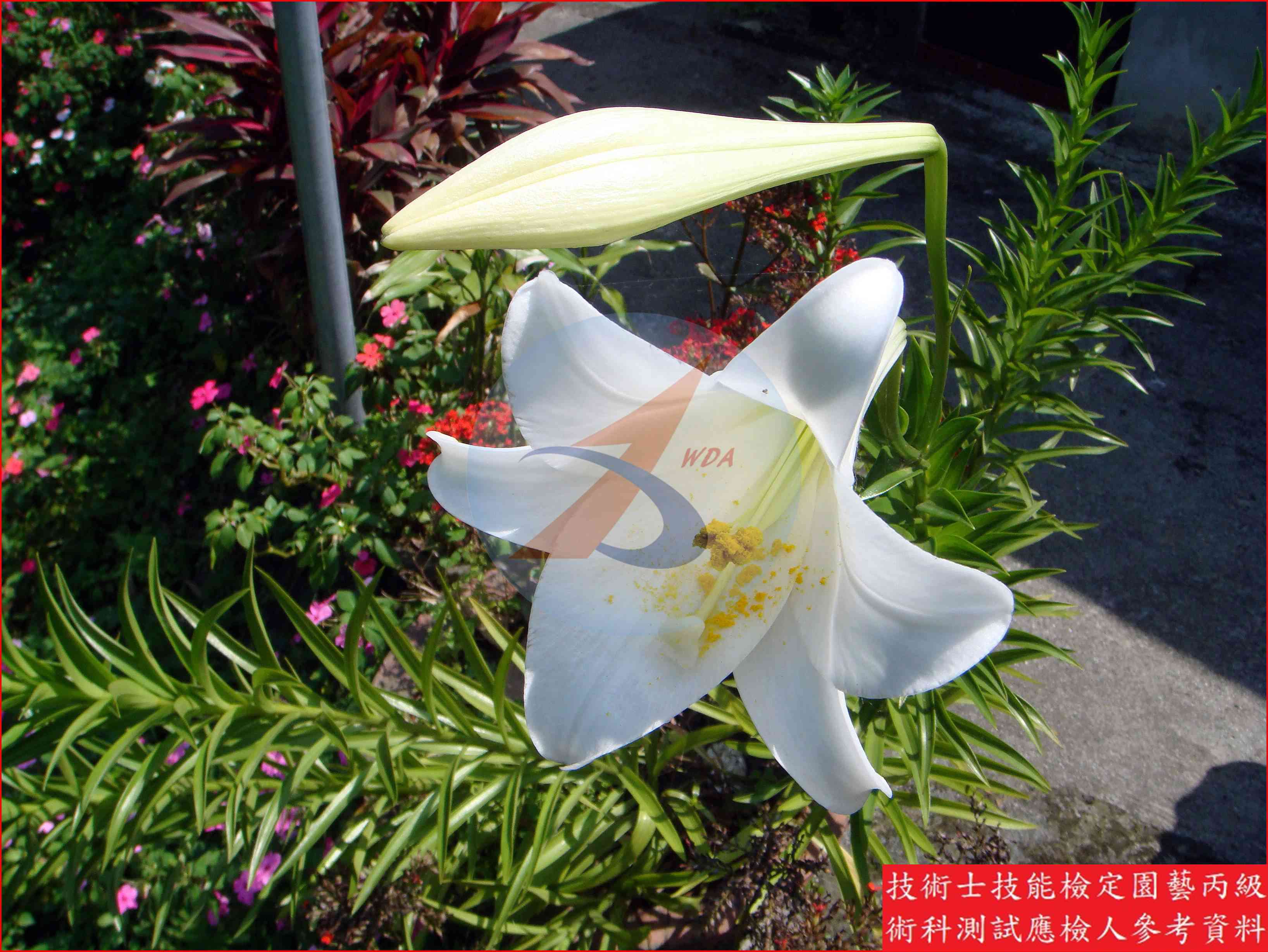 百合 園藝丙級識別圖片 6