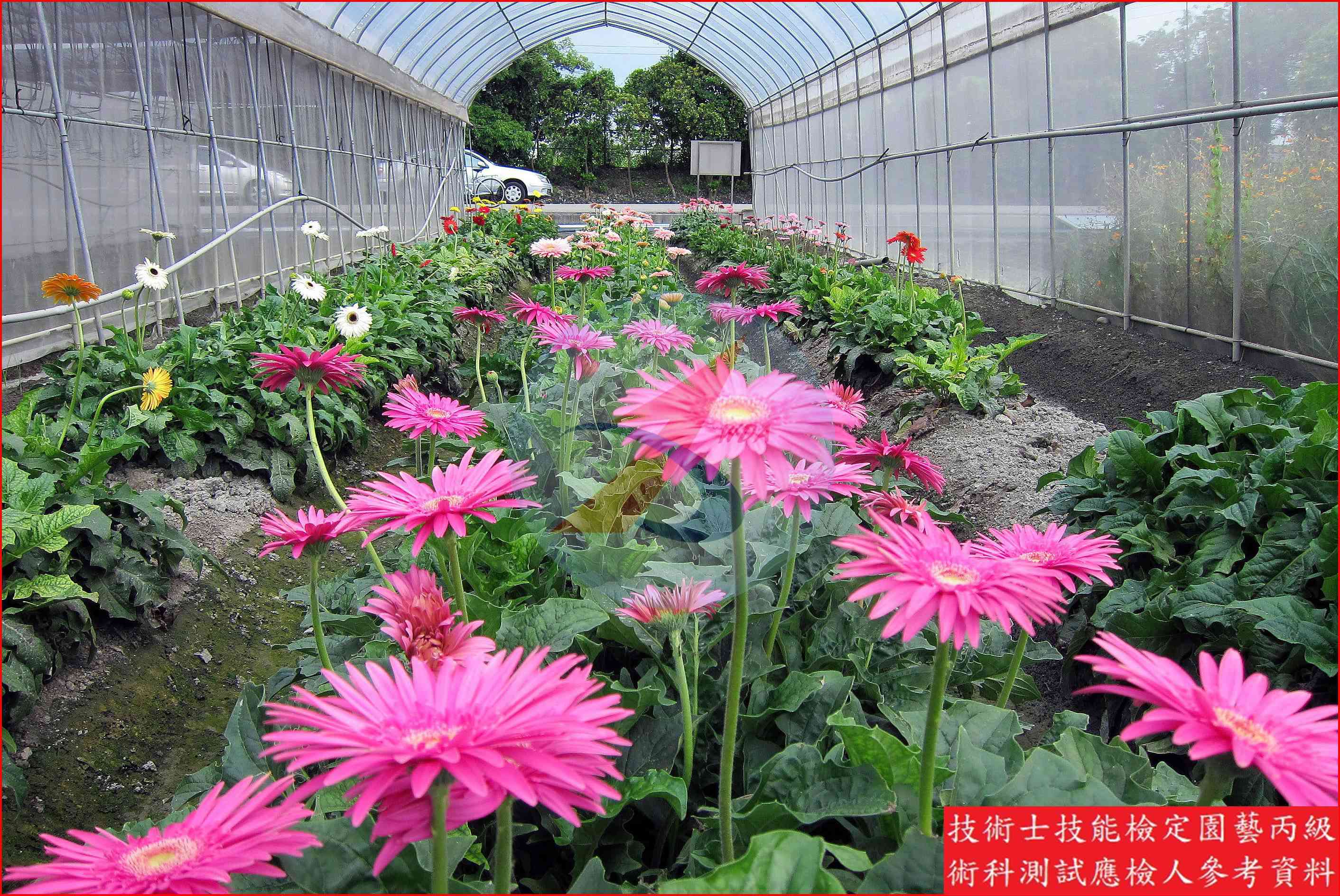 非洲菊 園藝丙級辨識圖片