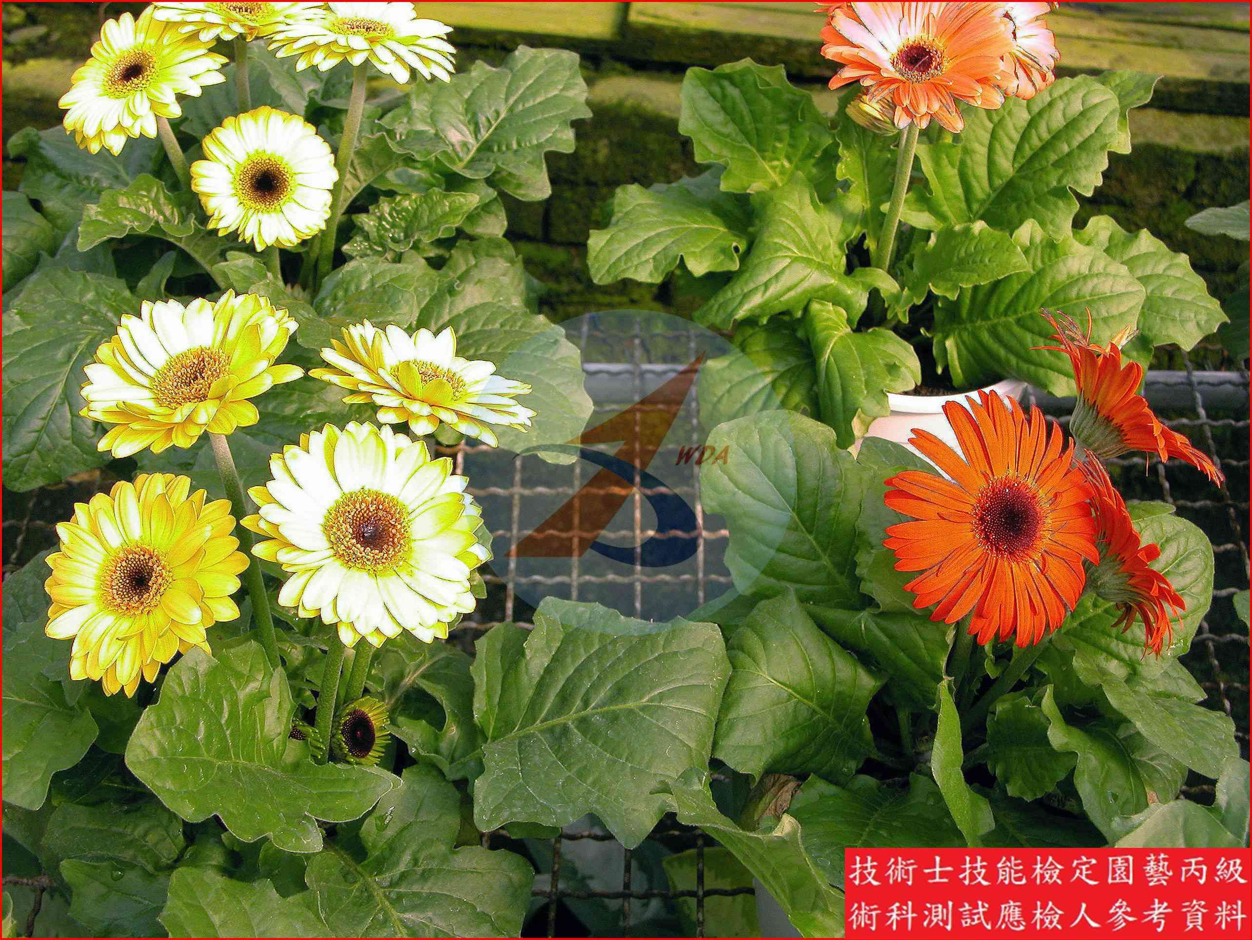 非洲菊 園藝丙級識別圖片 2