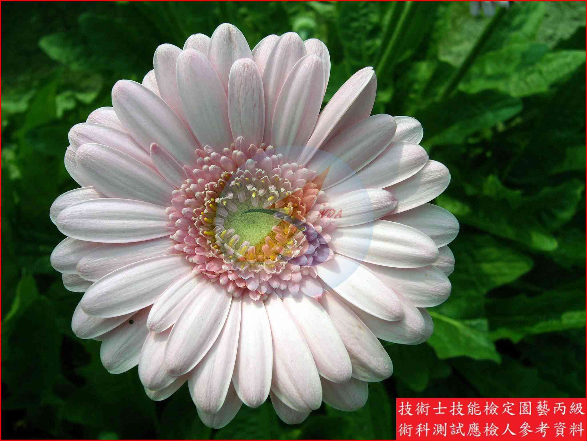非洲菊 園藝丙級識別圖片 3