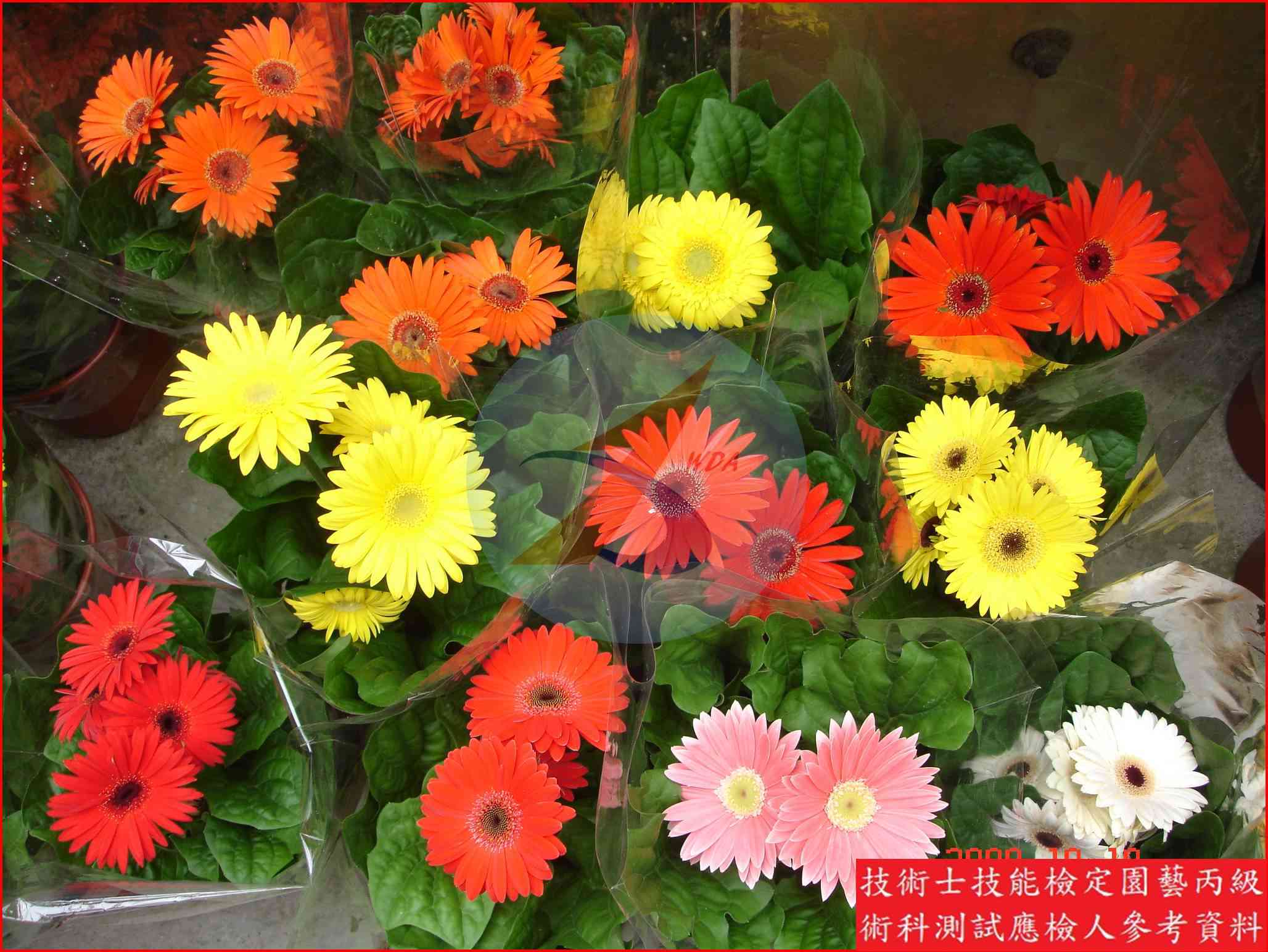 非洲菊 園藝丙級識別圖片 4