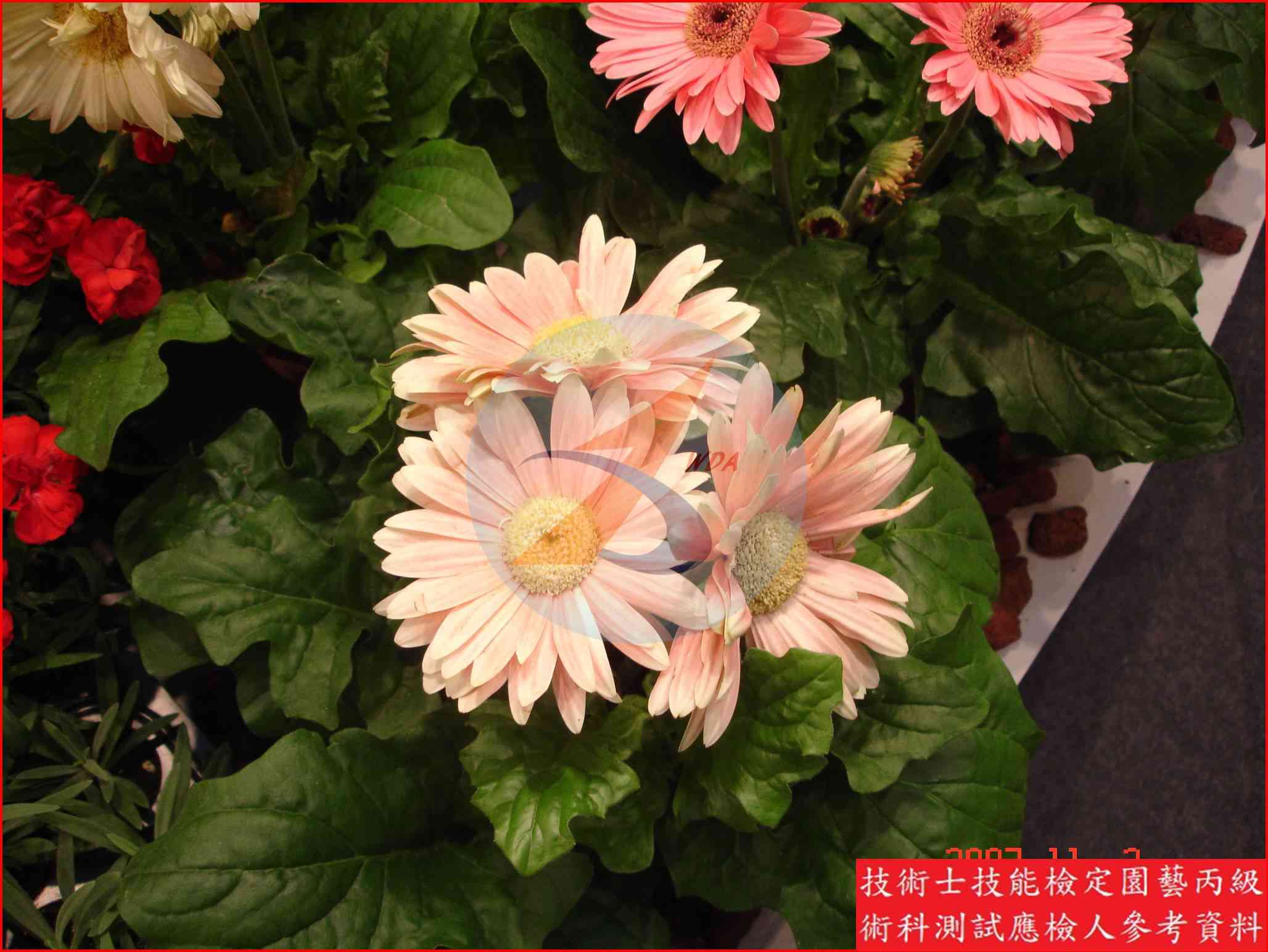 非洲菊 園藝丙級識別圖片 5