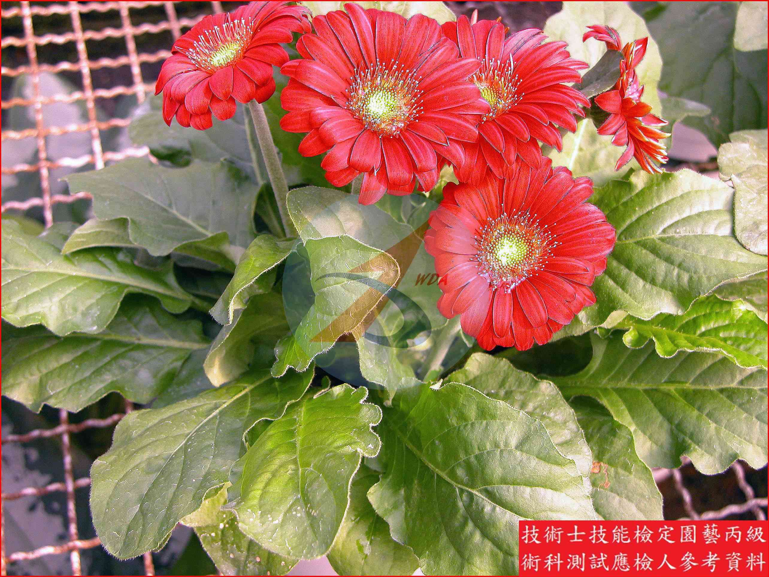 非洲菊 園藝丙級識別圖片 6