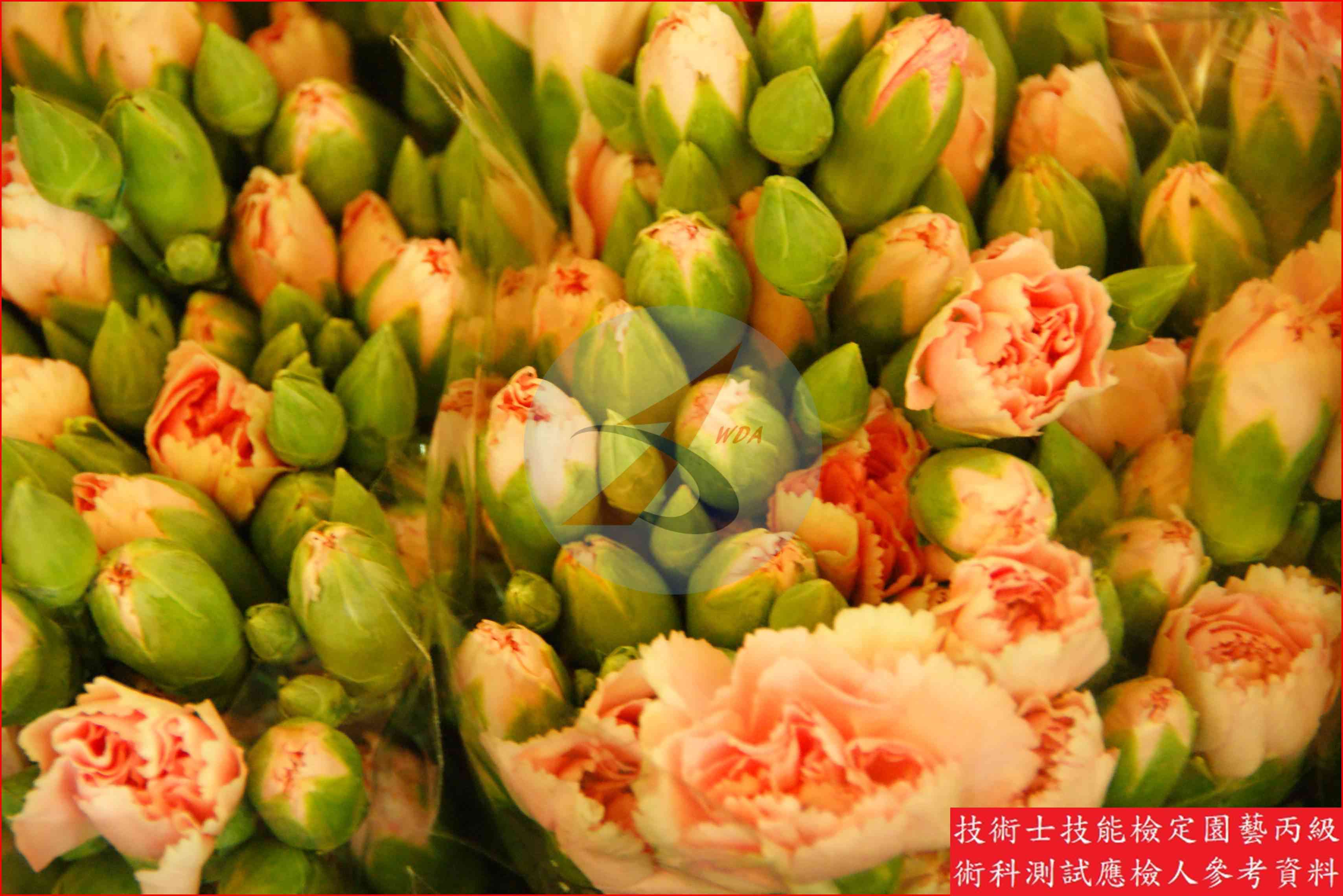 香石竹 園藝丙級辨識圖片
