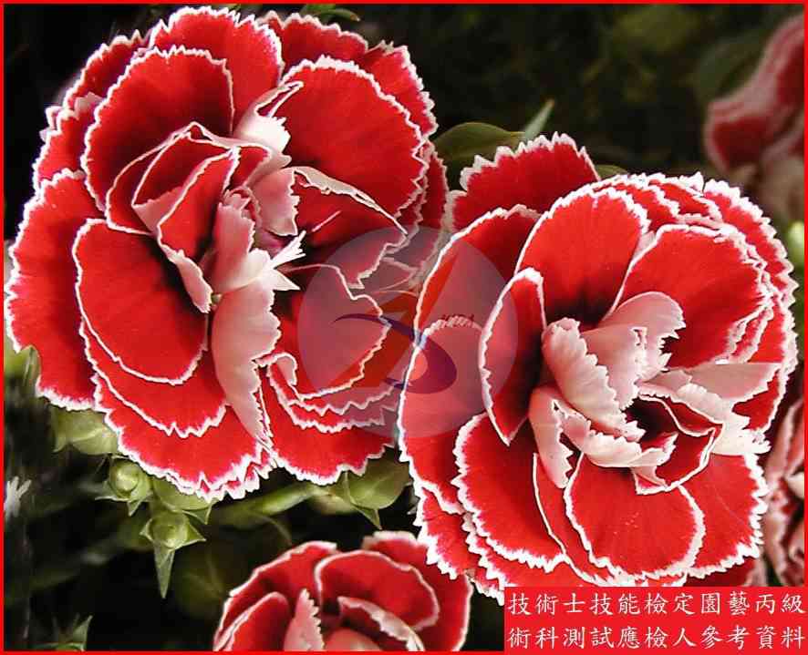香石竹 園藝丙級識別圖片 2