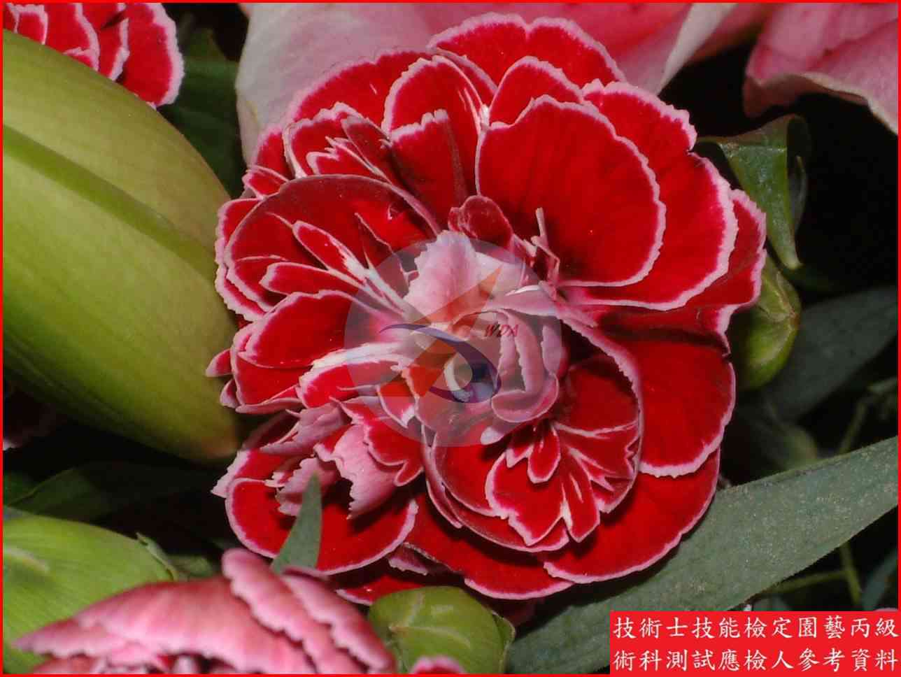 香石竹 園藝丙級識別圖片 3