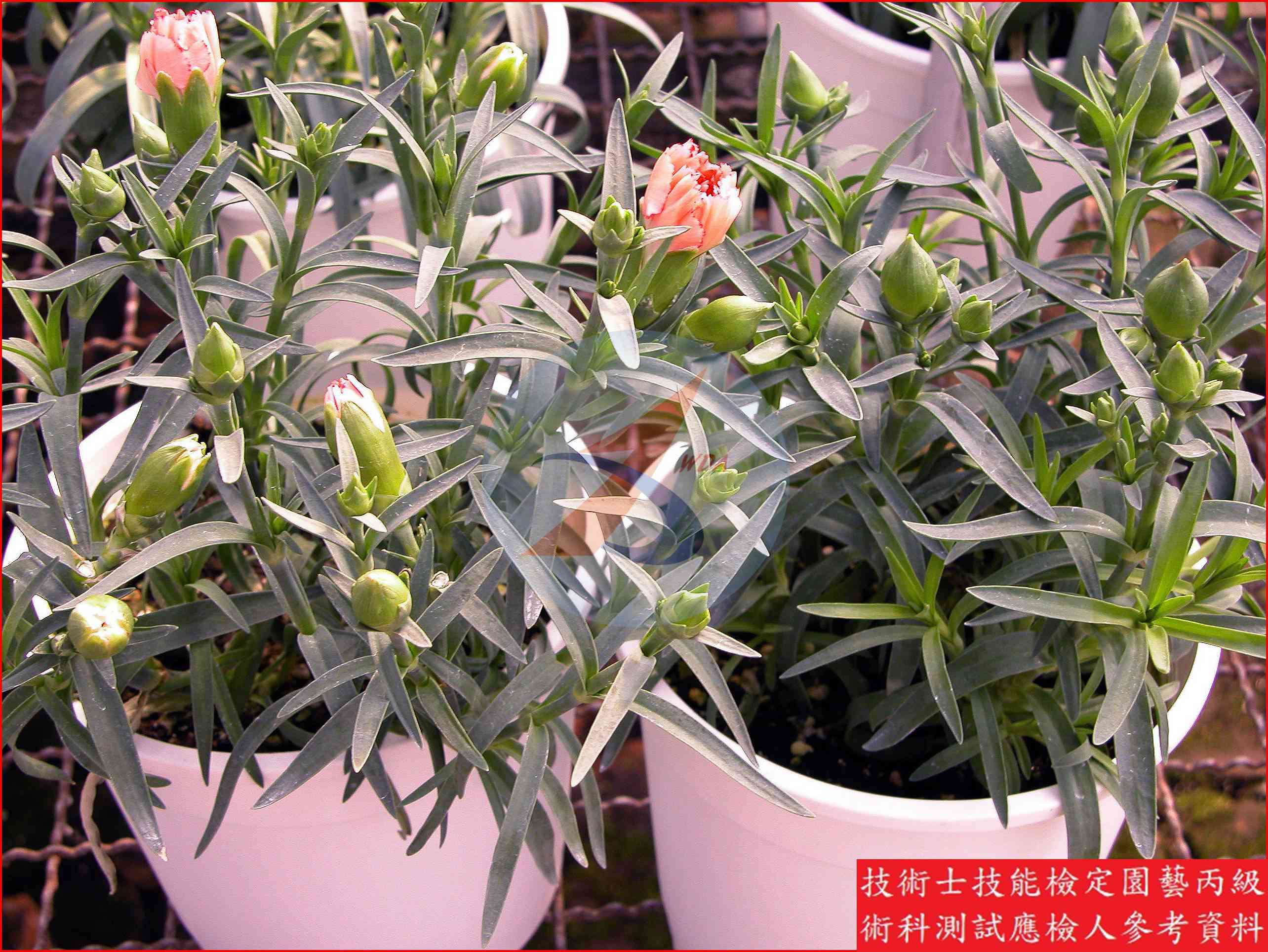 香石竹 園藝丙級識別圖片 4