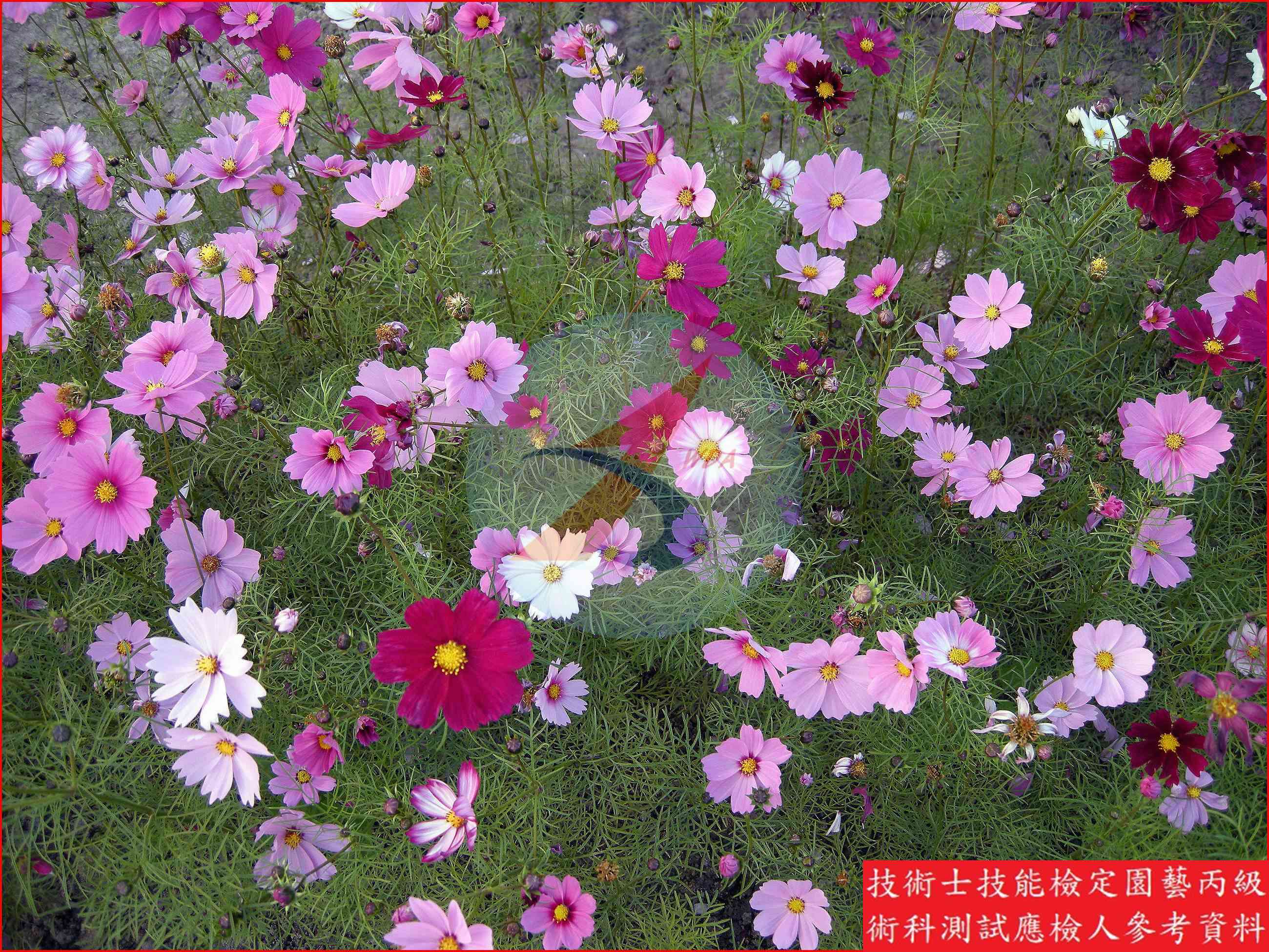 大波斯菊 園藝丙級辨識圖片