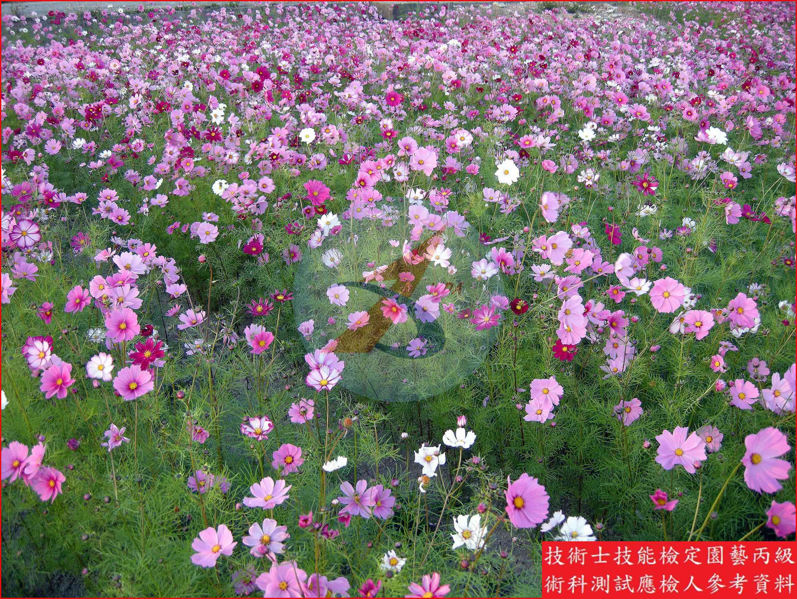 大波斯菊 園藝丙級識別圖片 2