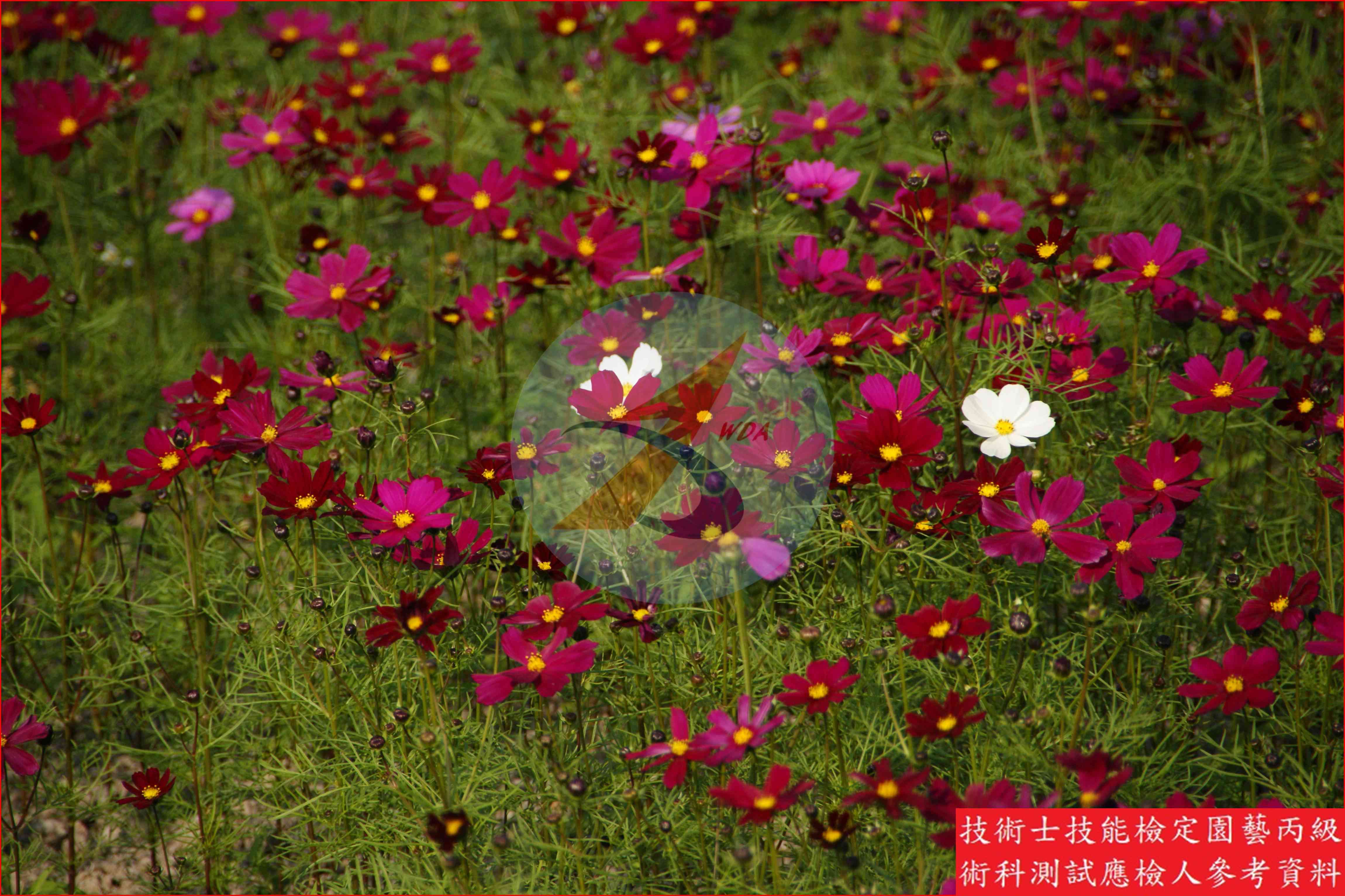 大波斯菊 園藝丙級識別圖片 3