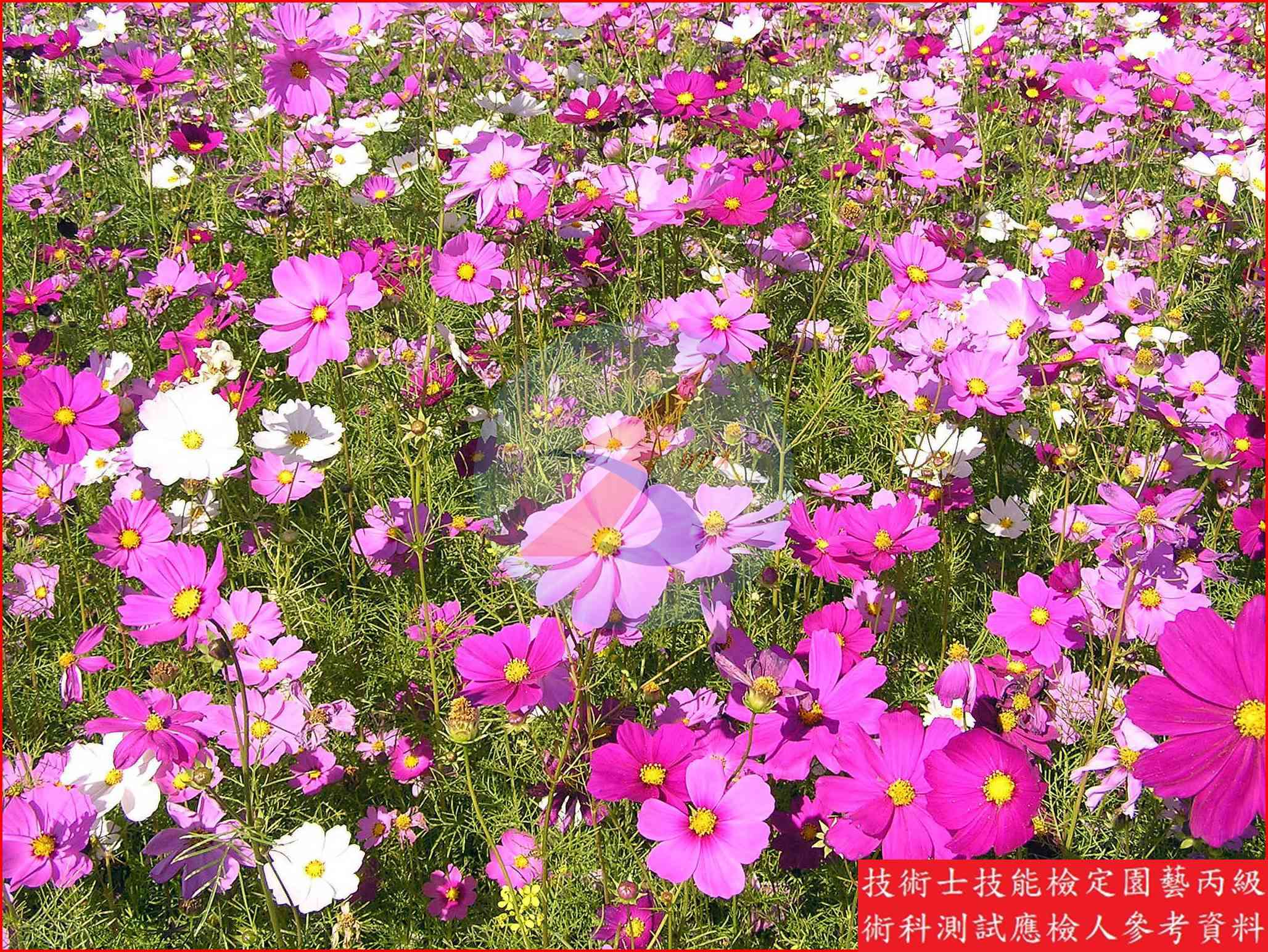 大波斯菊 園藝丙級識別圖片 4