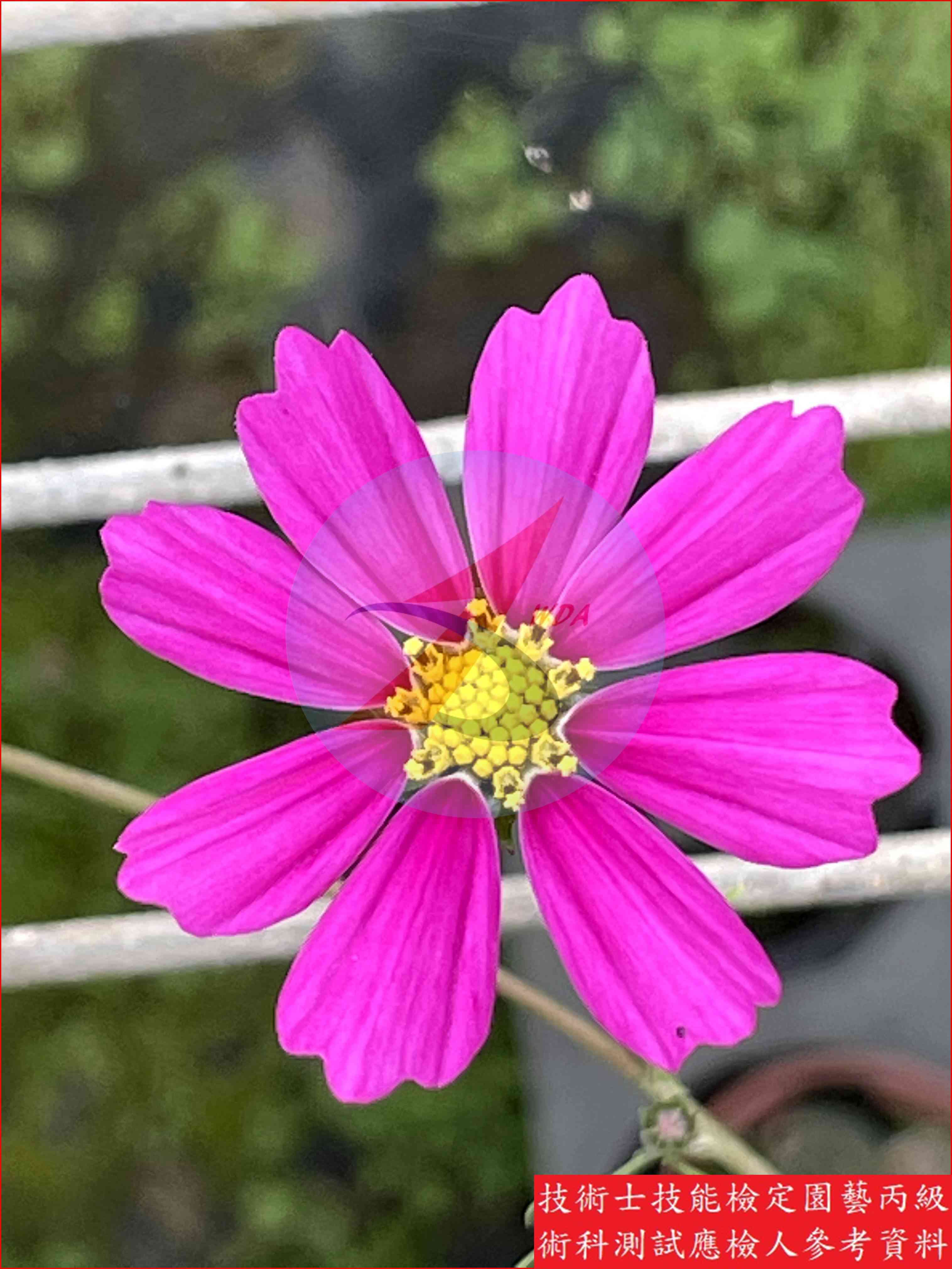 大波斯菊 園藝丙級識別圖片 5