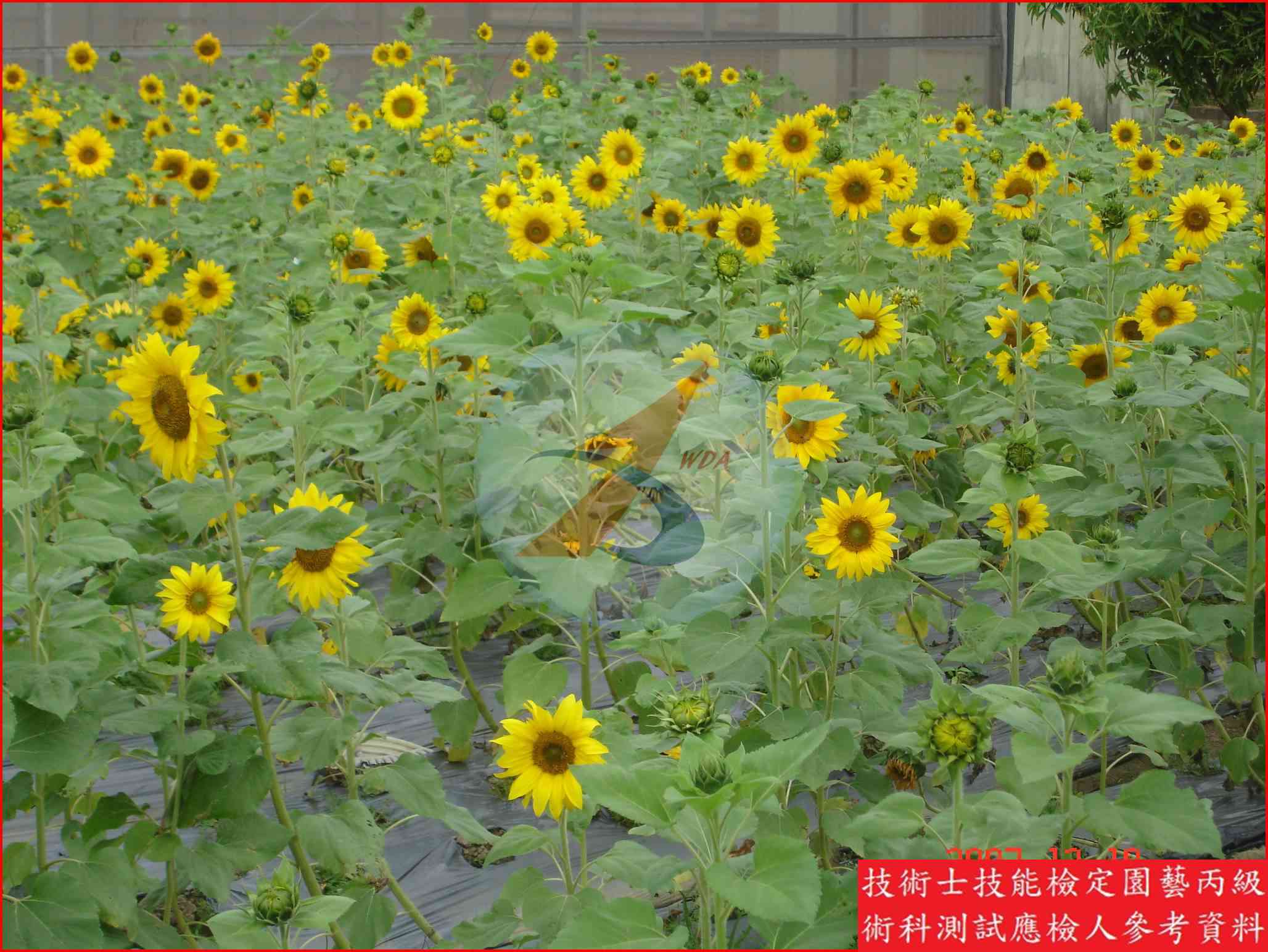 向日葵 園藝丙級識別主圖