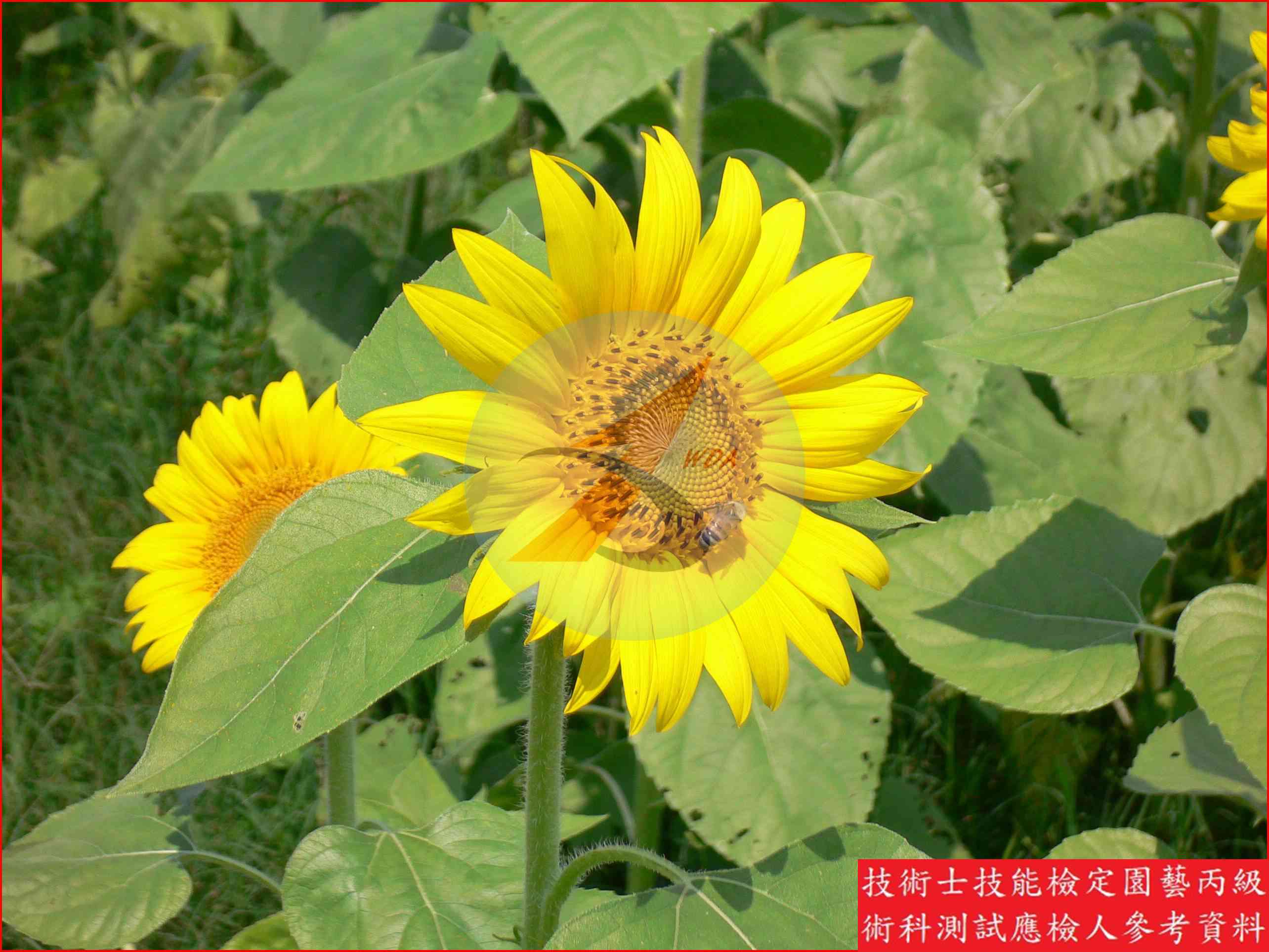 向日葵 園藝丙級識別圖片 3