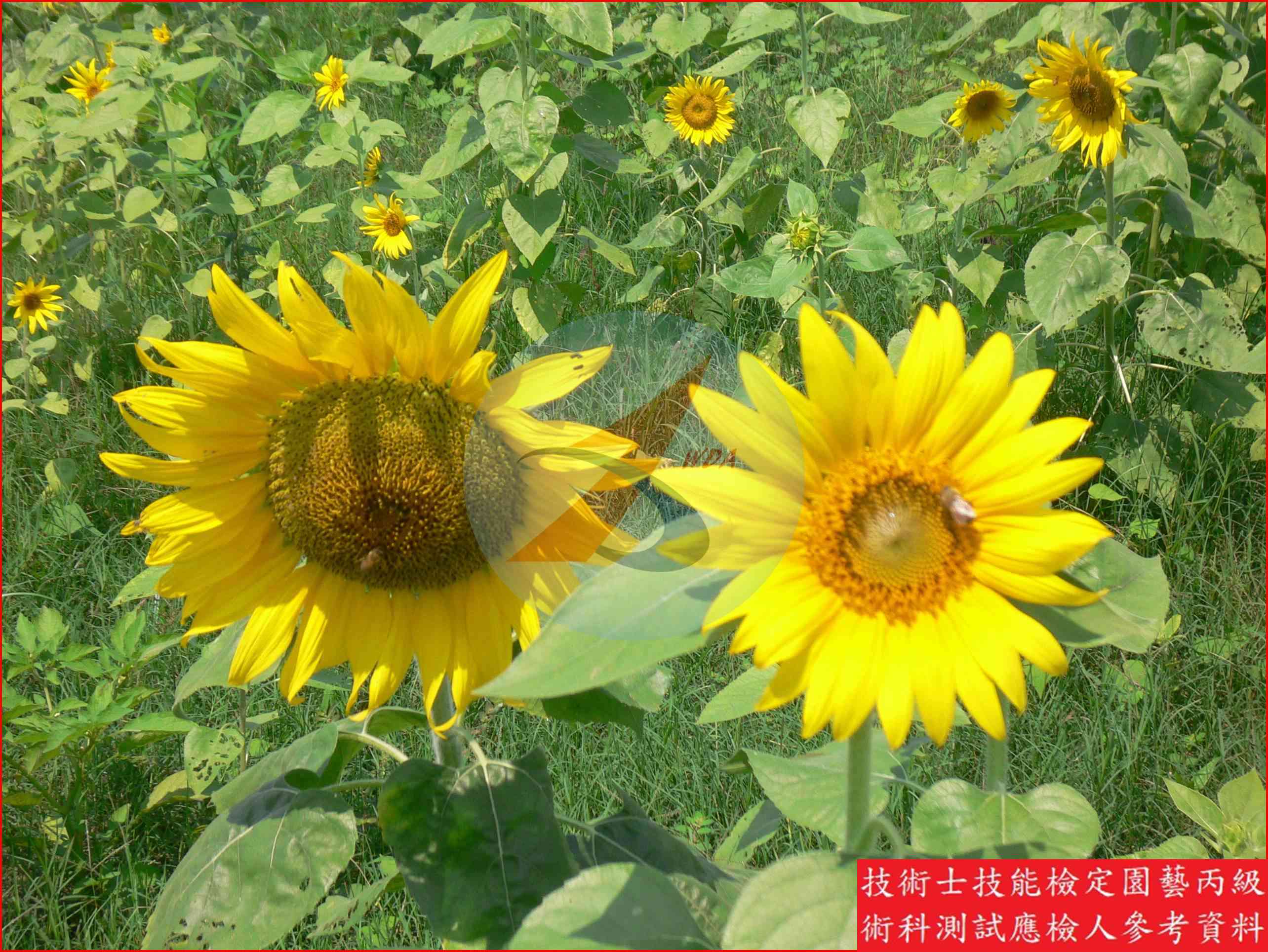 向日葵 園藝丙級識別圖片 4