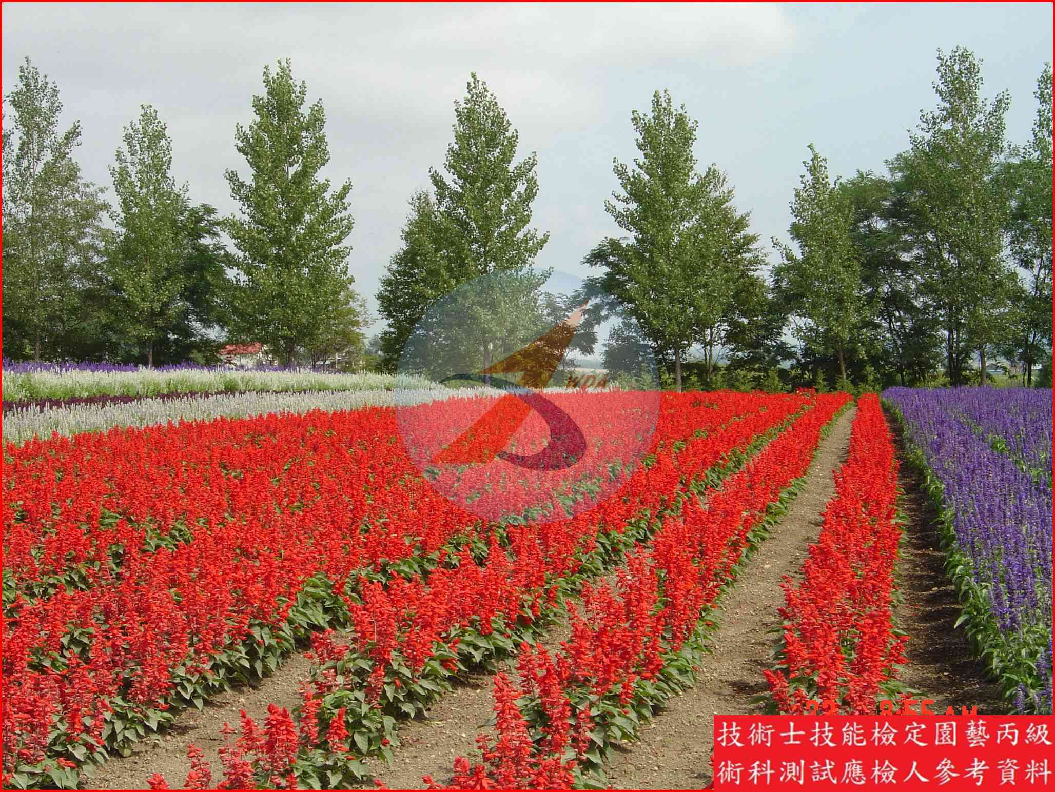 一串紅 園藝丙級辨識圖片