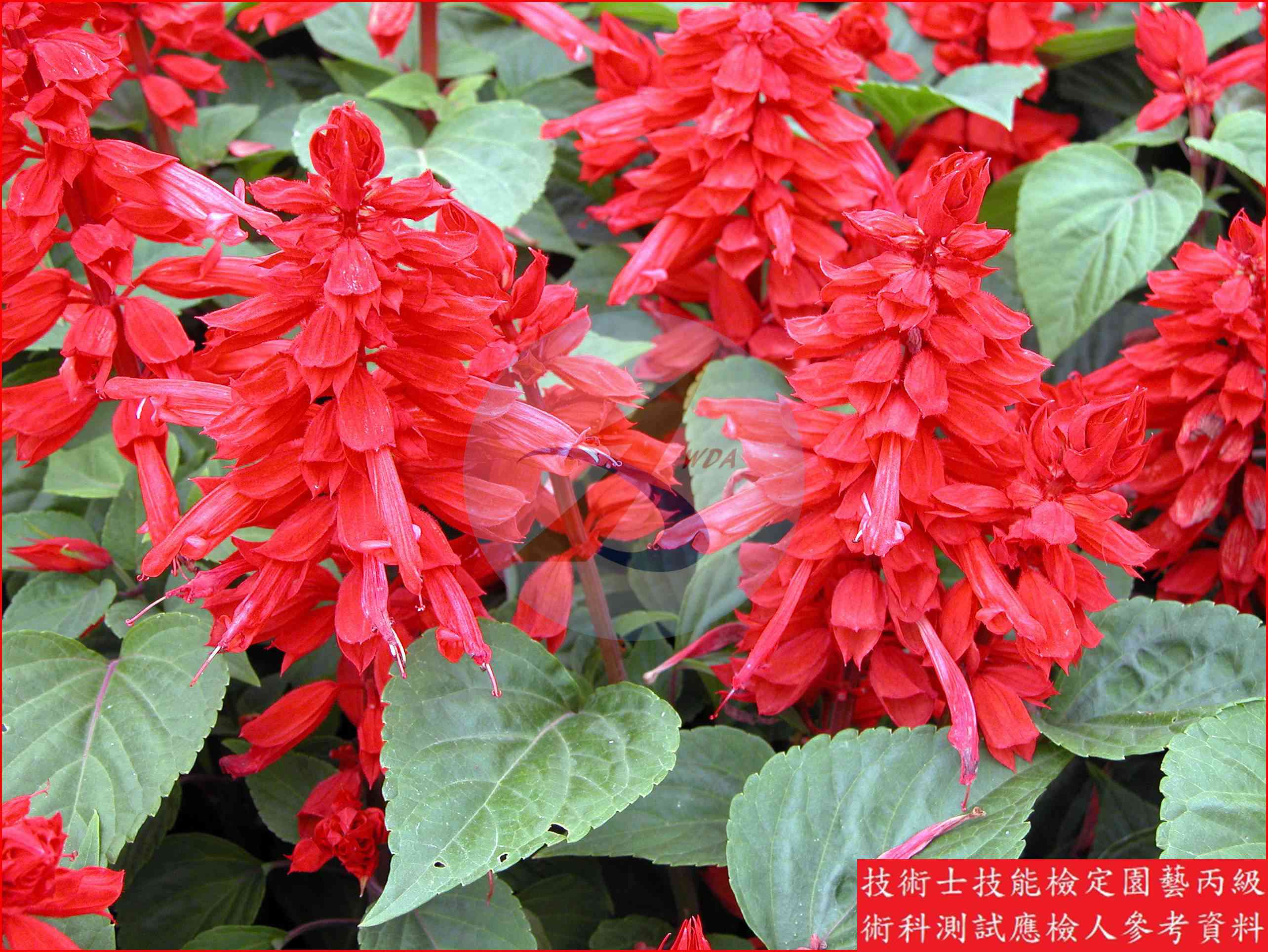 一串紅 園藝丙級識別圖片 2
