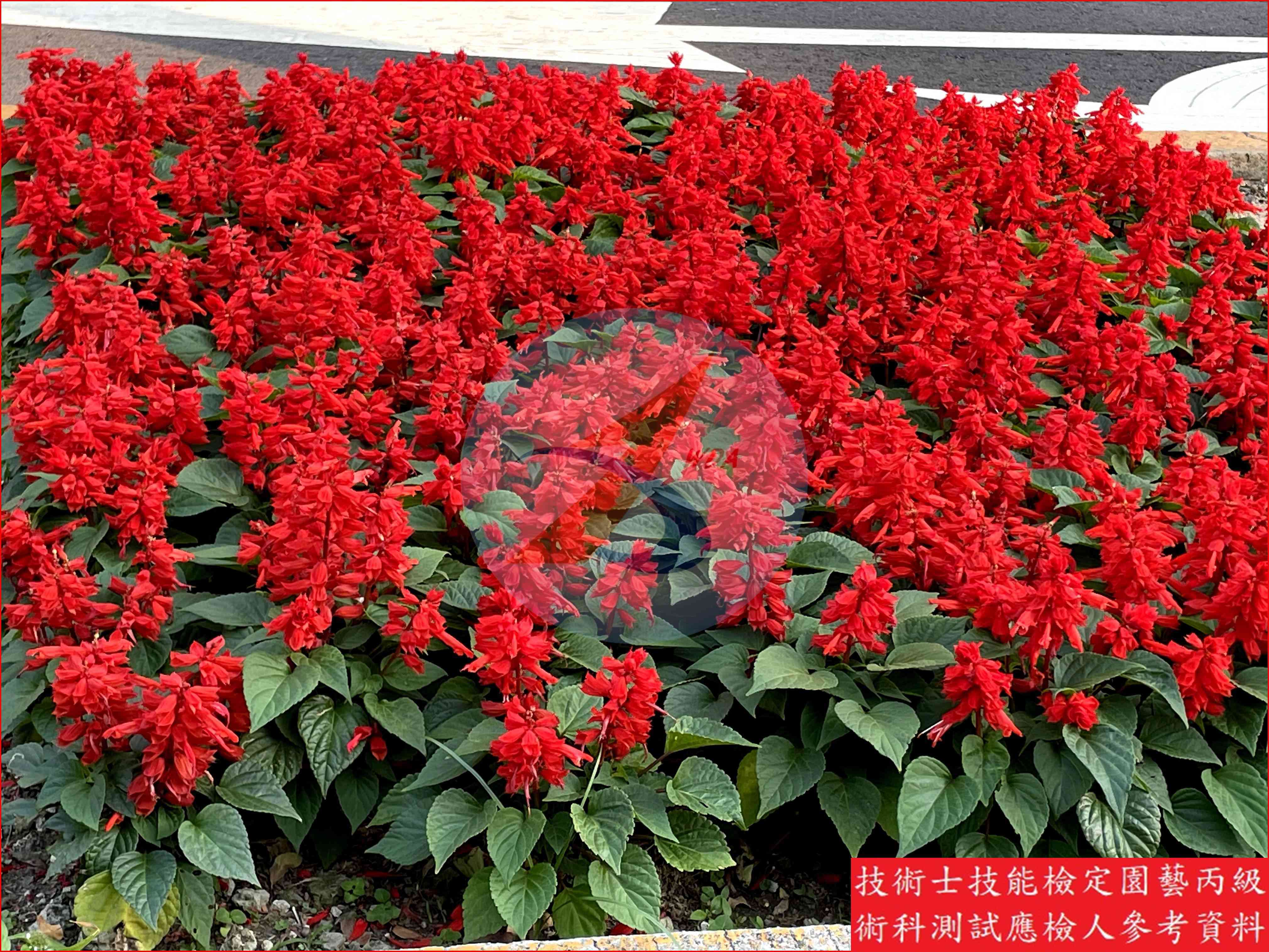 一串紅 園藝丙級識別圖片 3