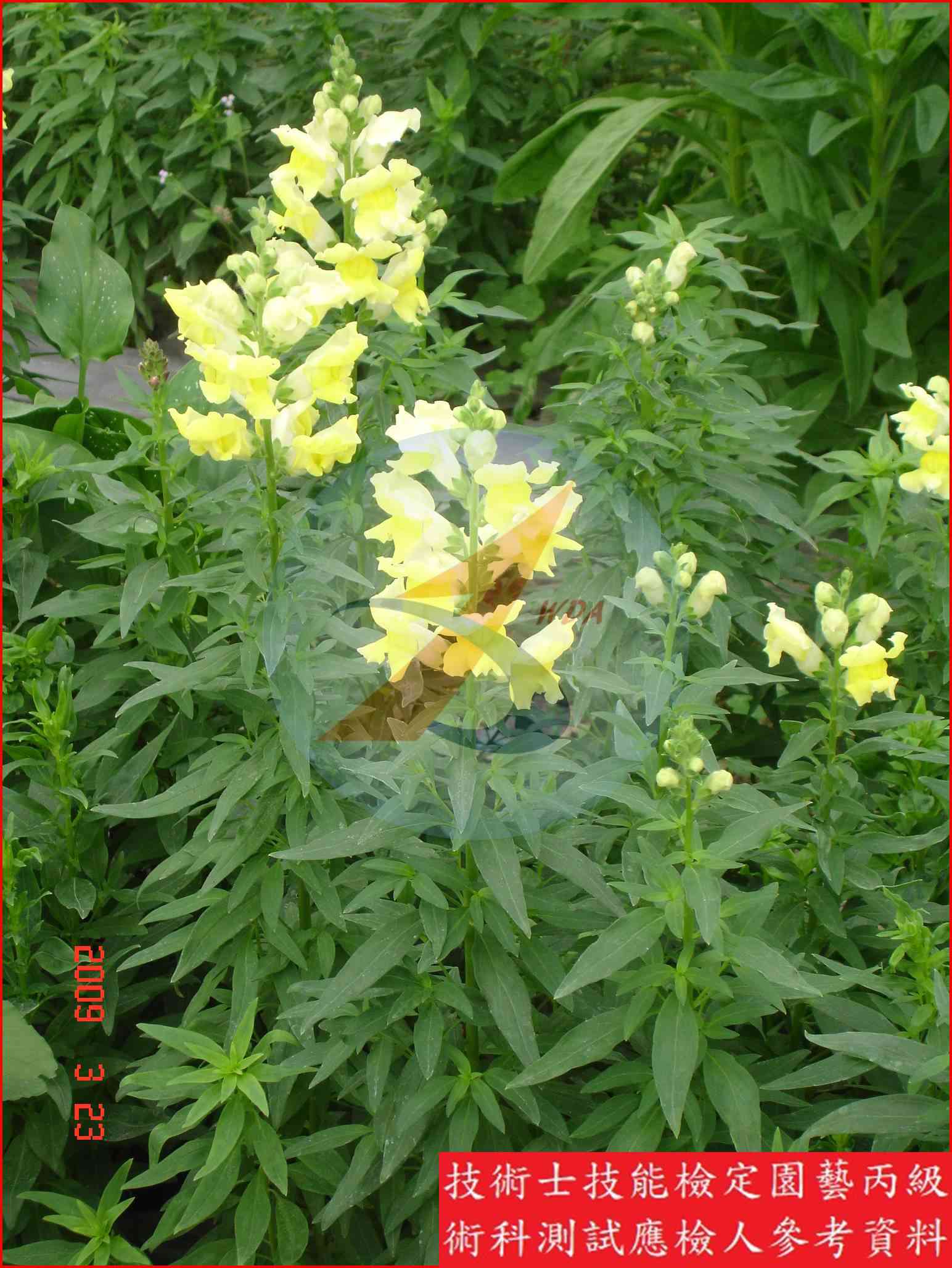 金魚草 園藝丙級辨識圖片