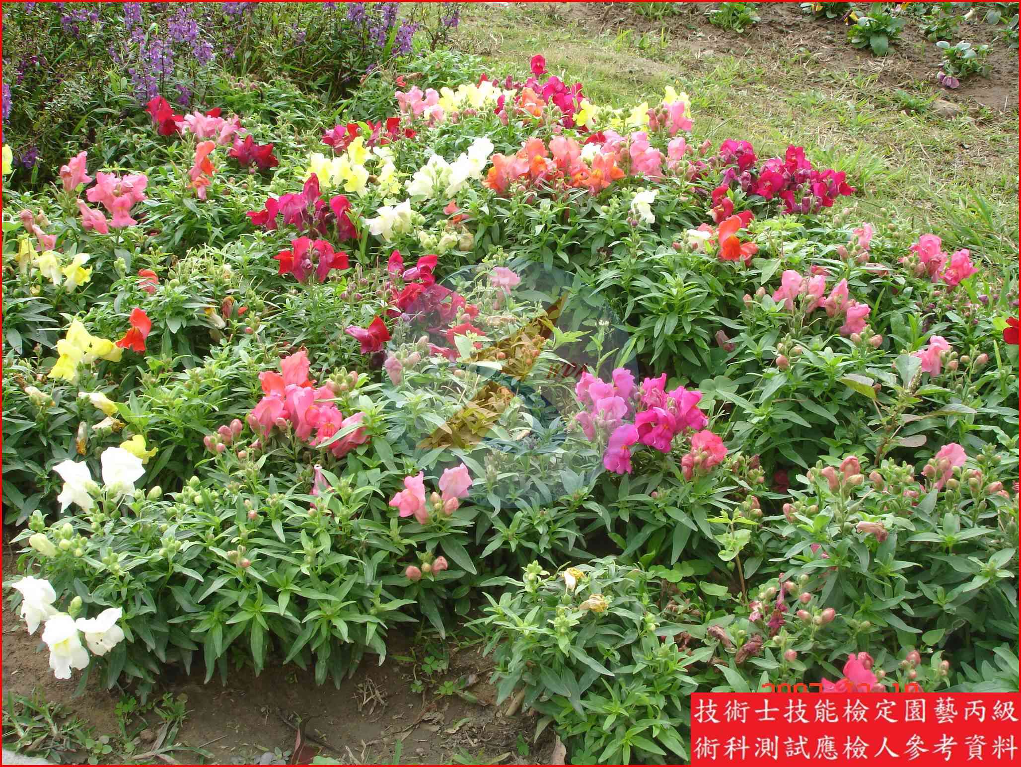 金魚草 園藝丙級識別圖片 2