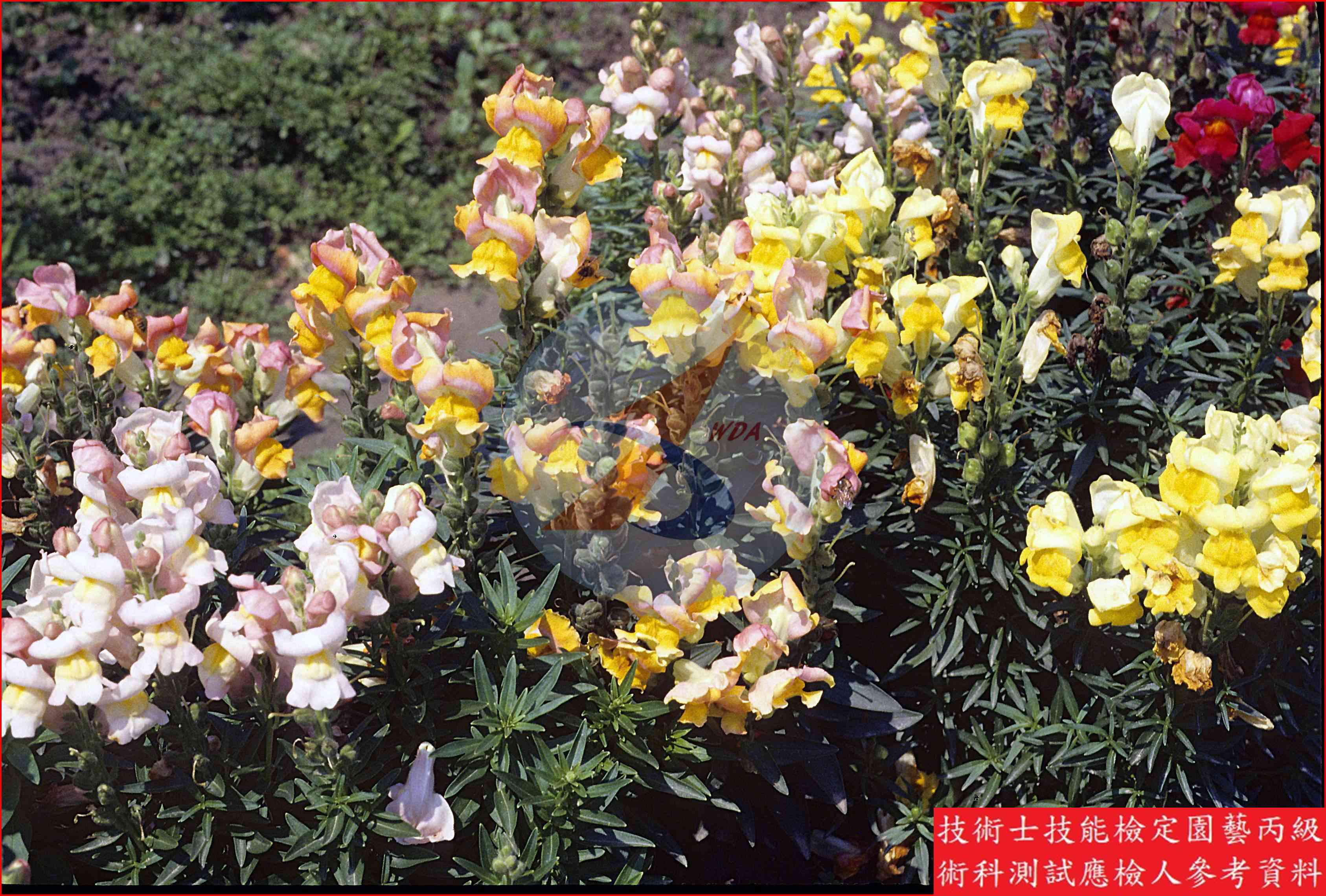 金魚草 園藝丙級識別圖片 3