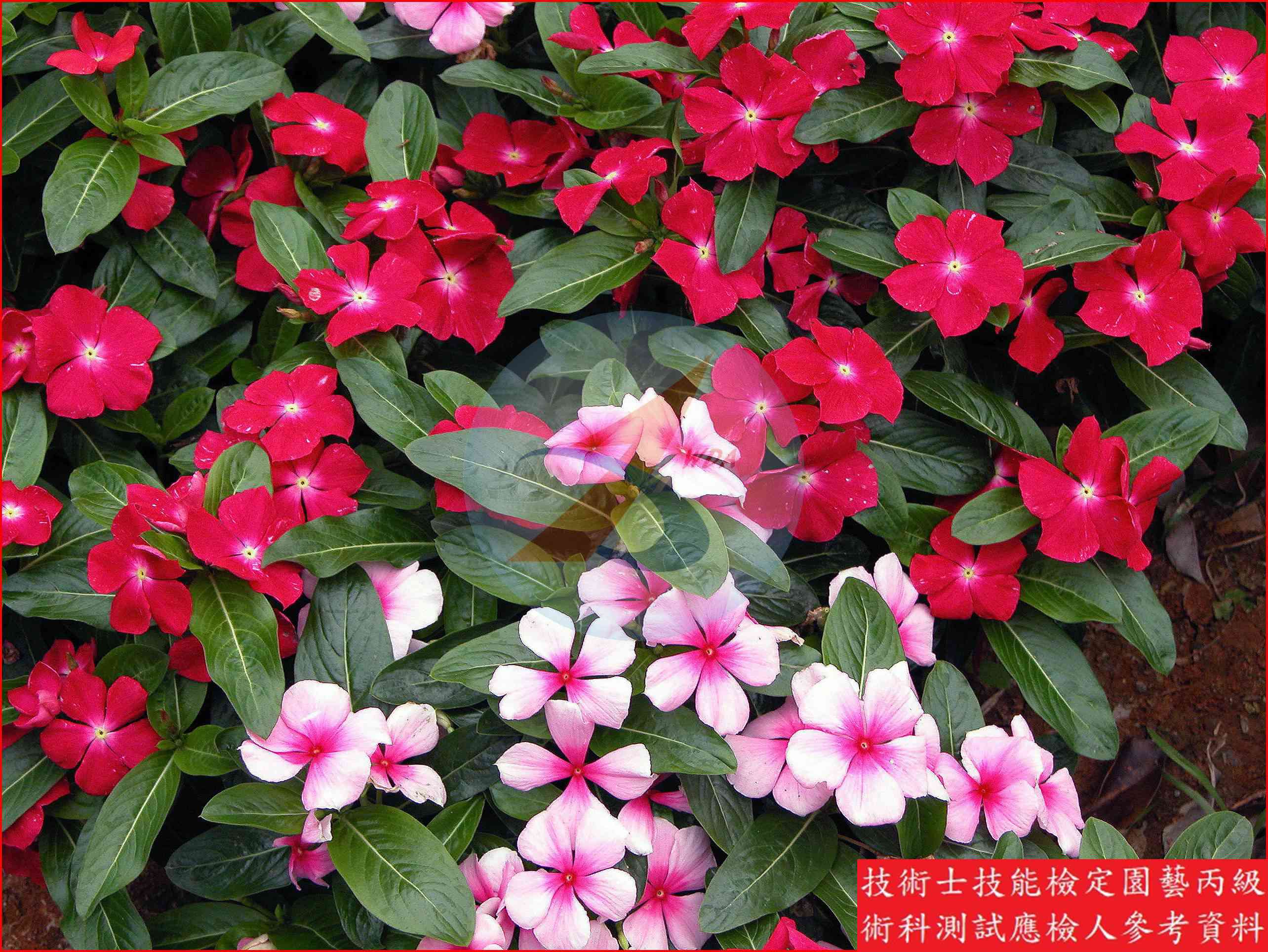 長春花 園藝丙級辨識圖片