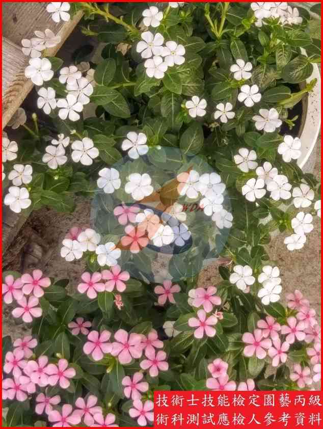 長春花 園藝丙級識別圖片 2